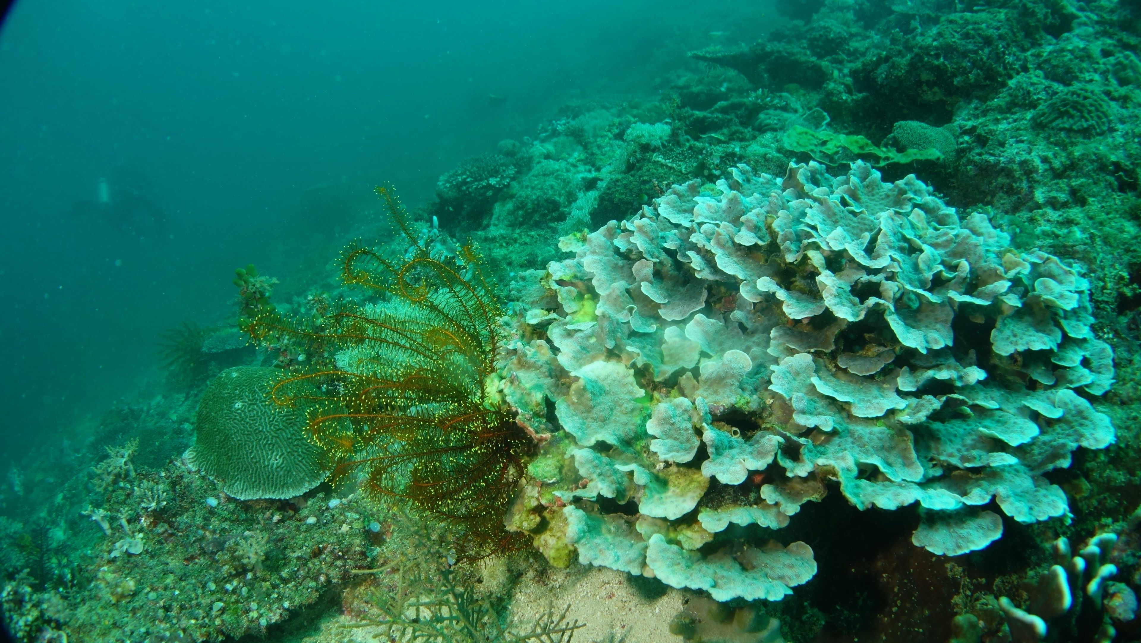 Scuba diving at Balinghai