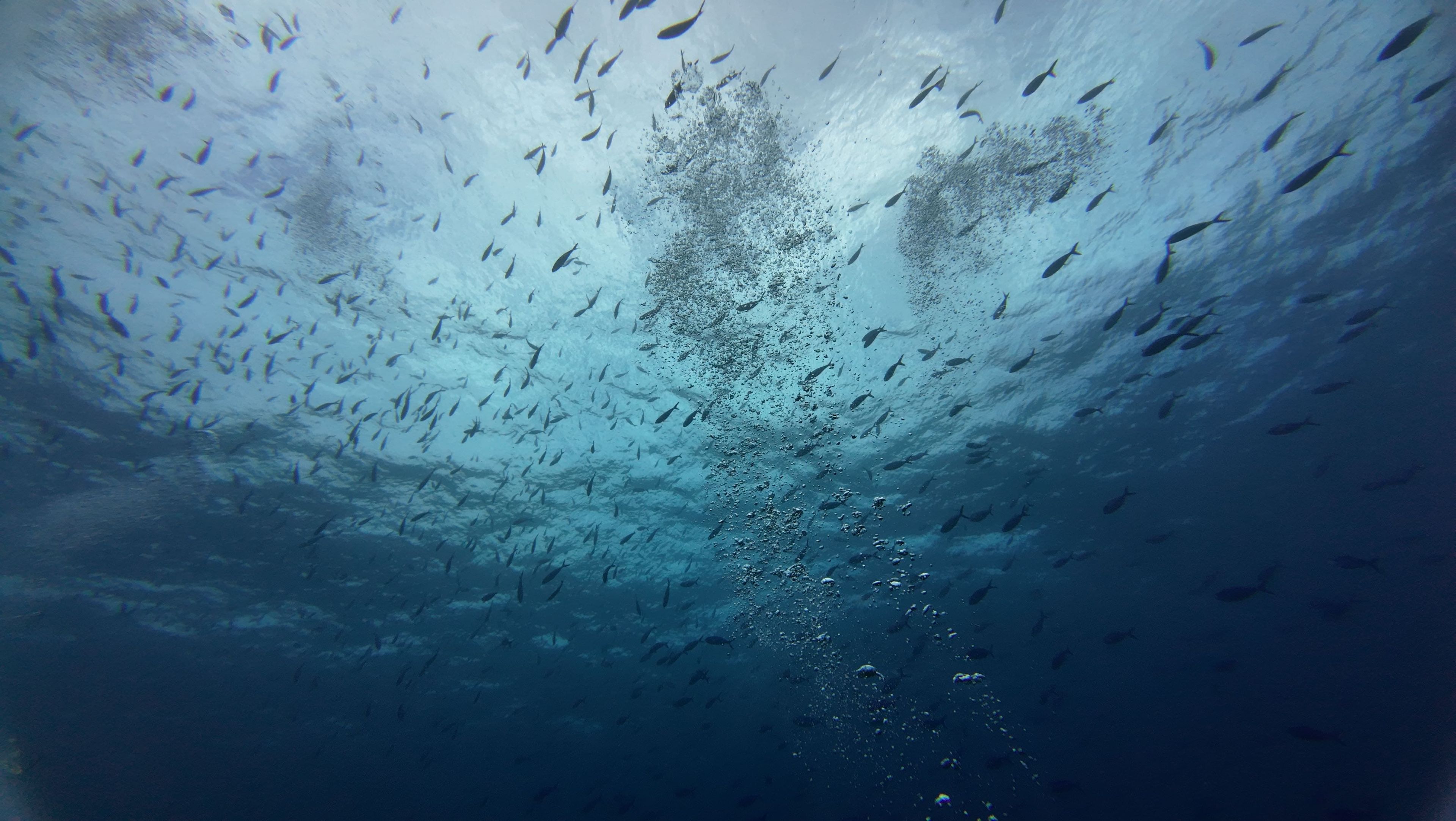 Diver#bLZE