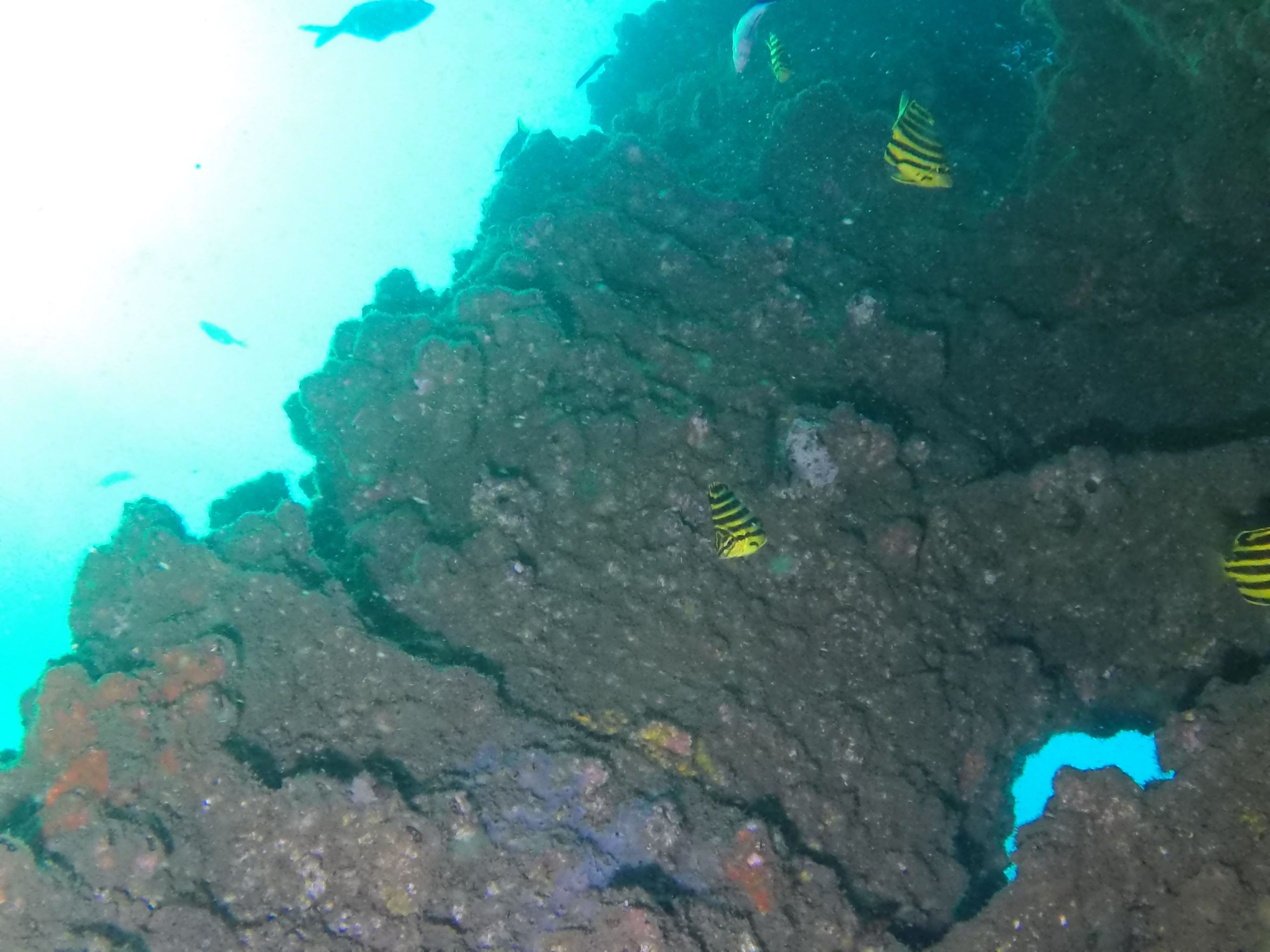 Oceanic+