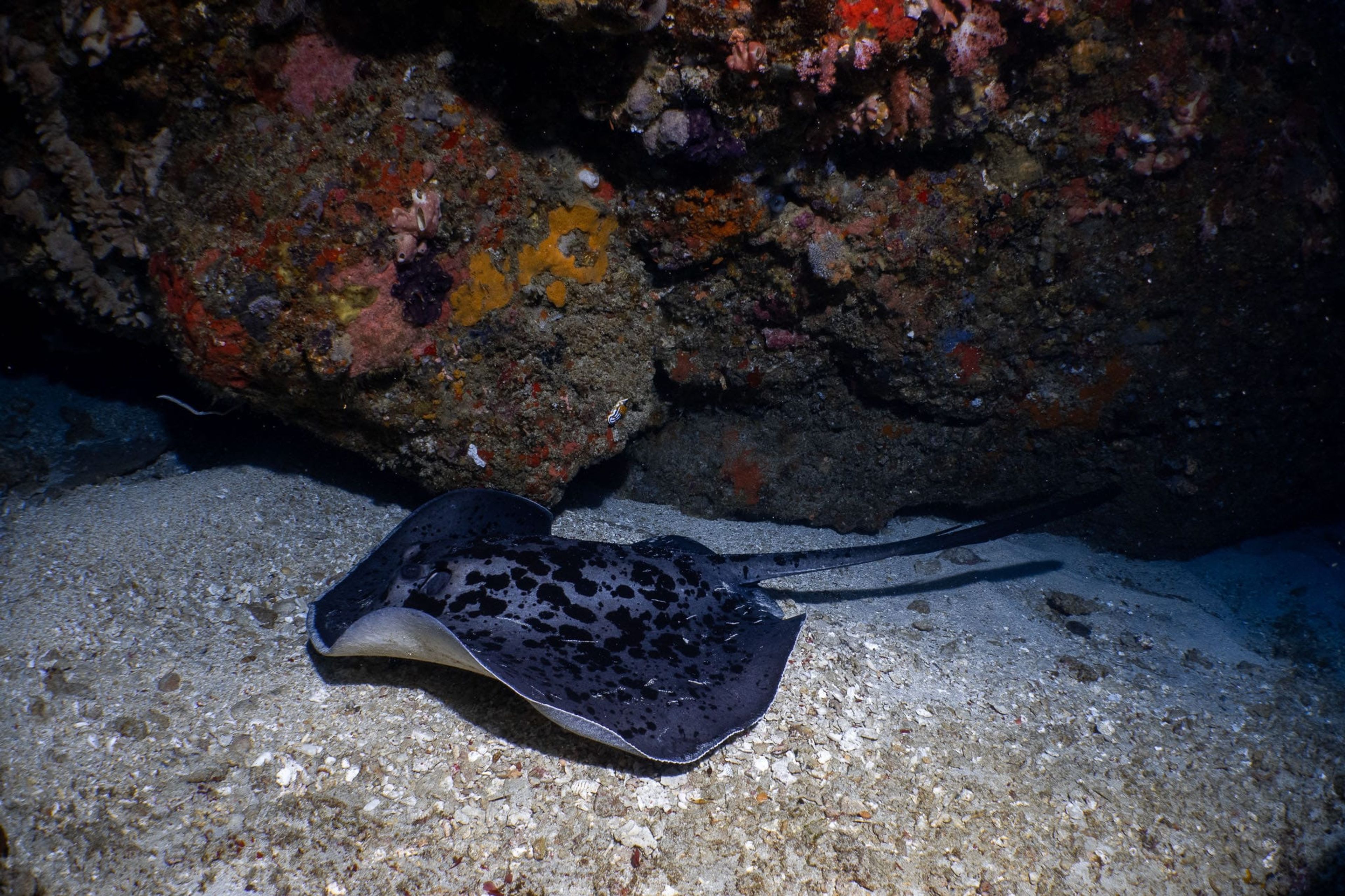 Manta Point