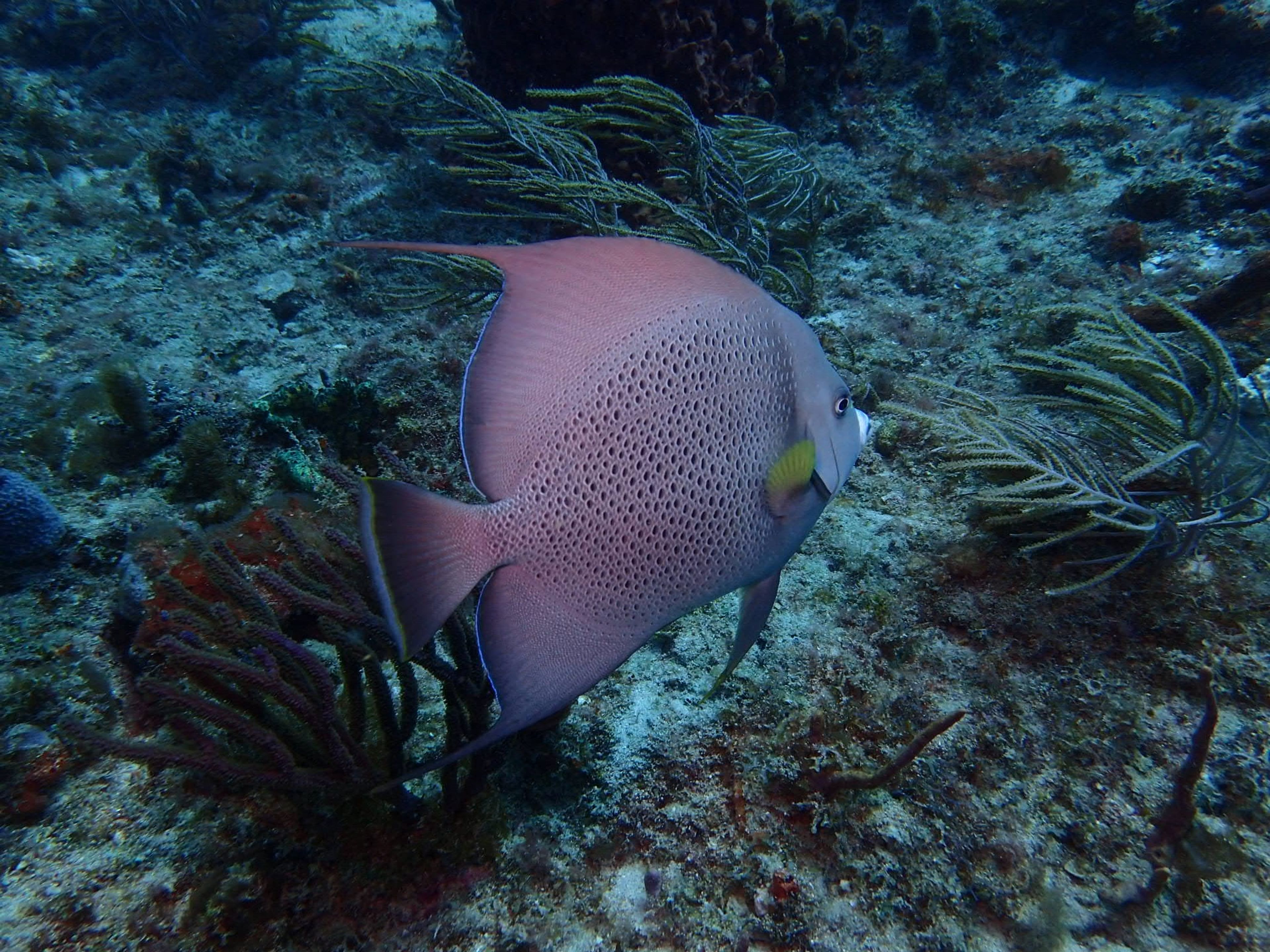 DiveCloud i300C