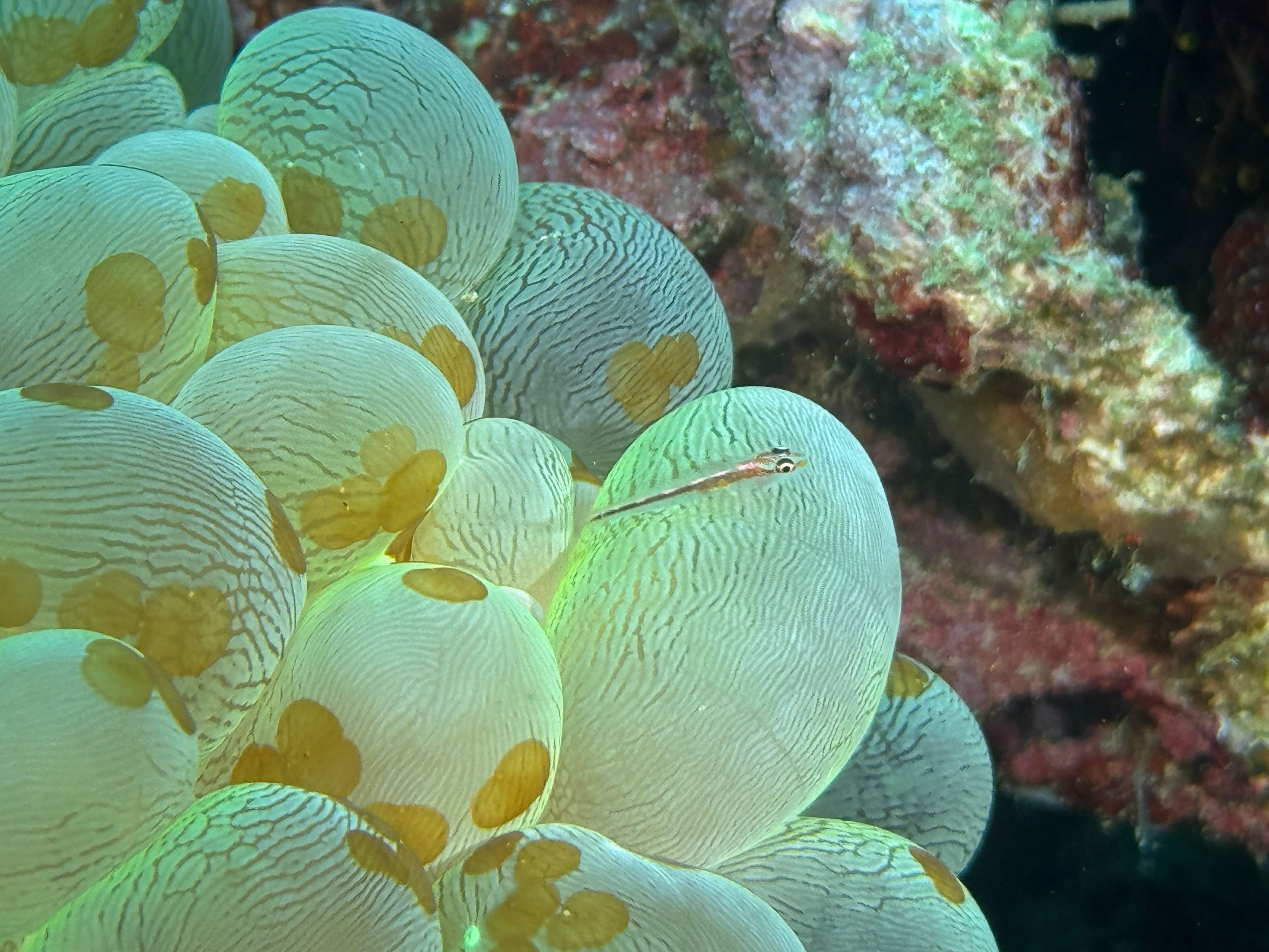 Oceanic+