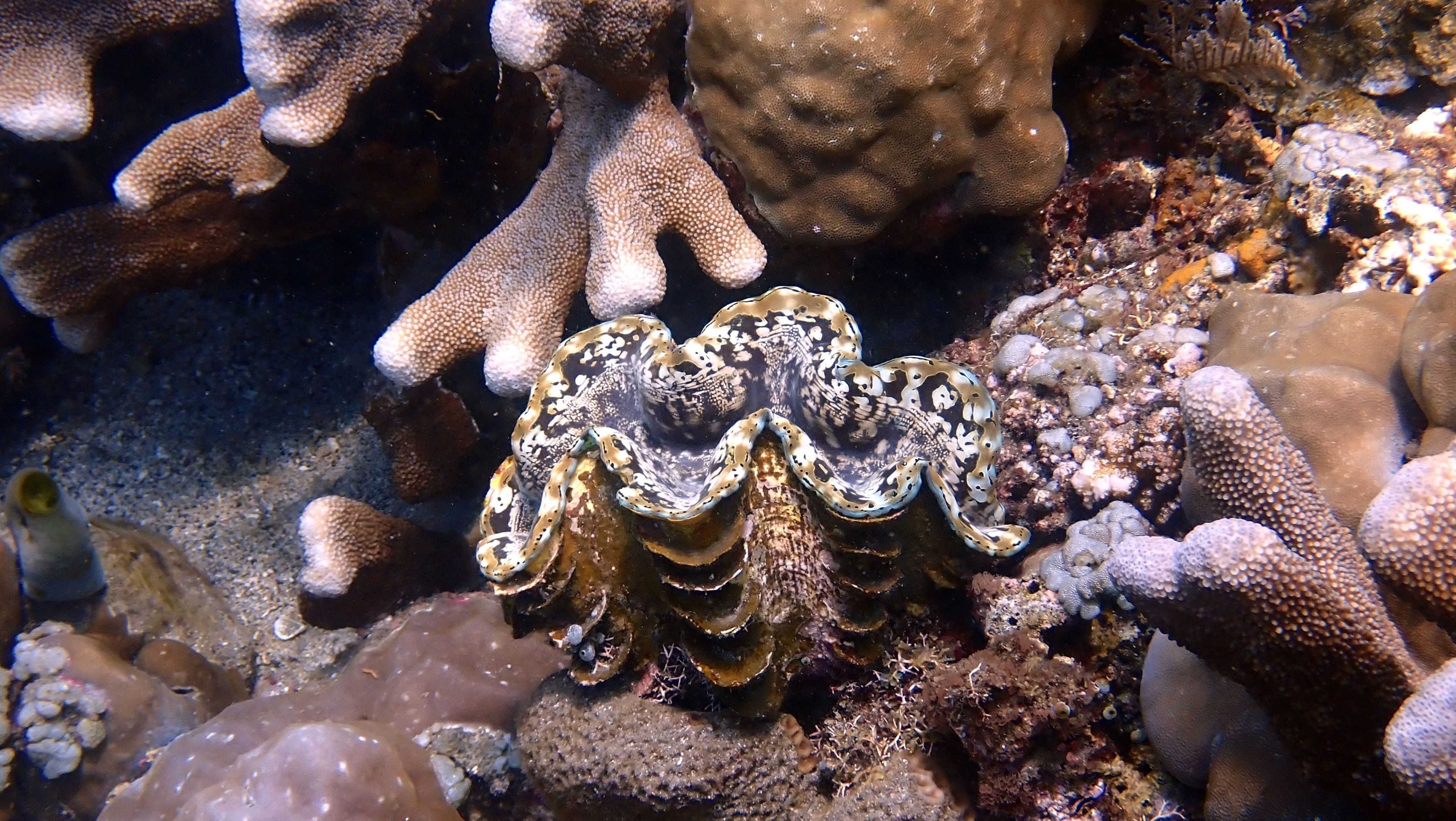 Oceanic+