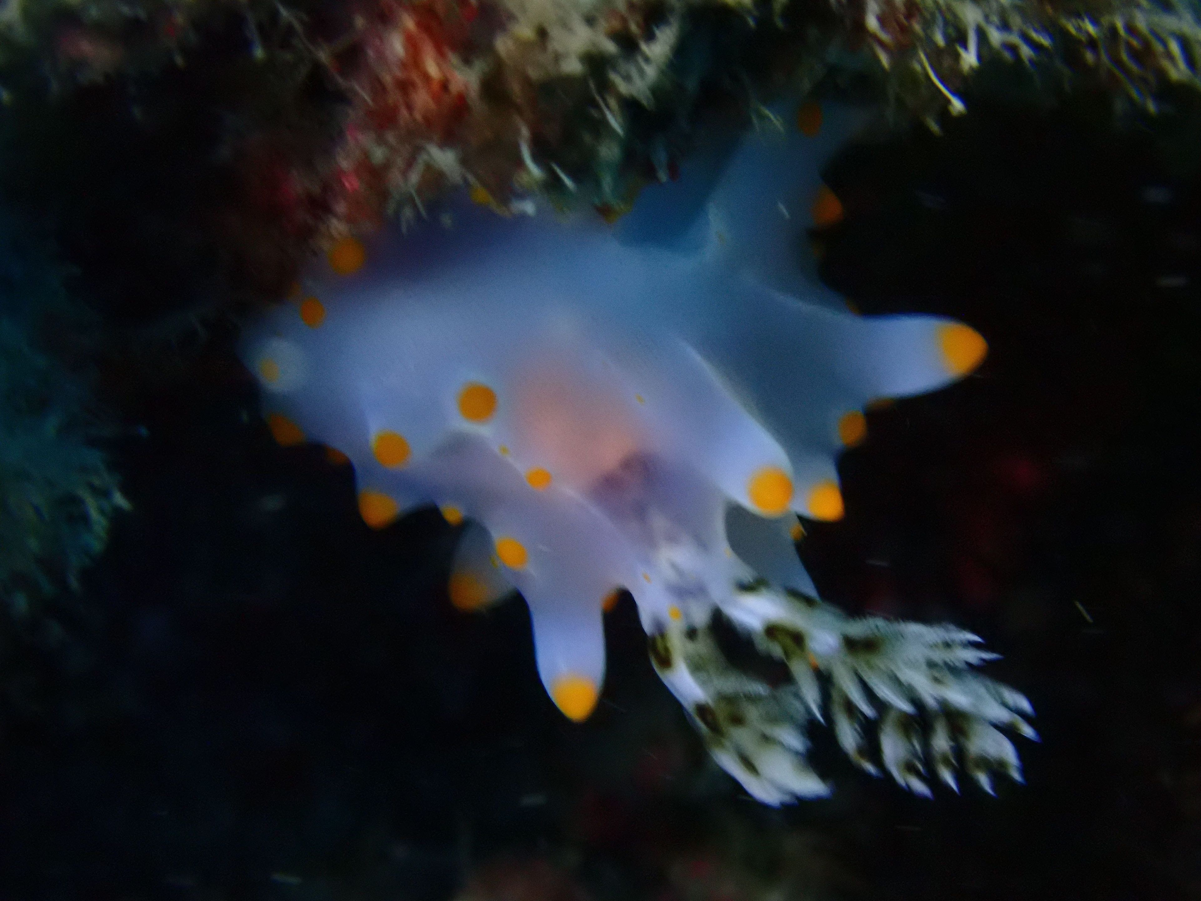 藍洞Blue Hole