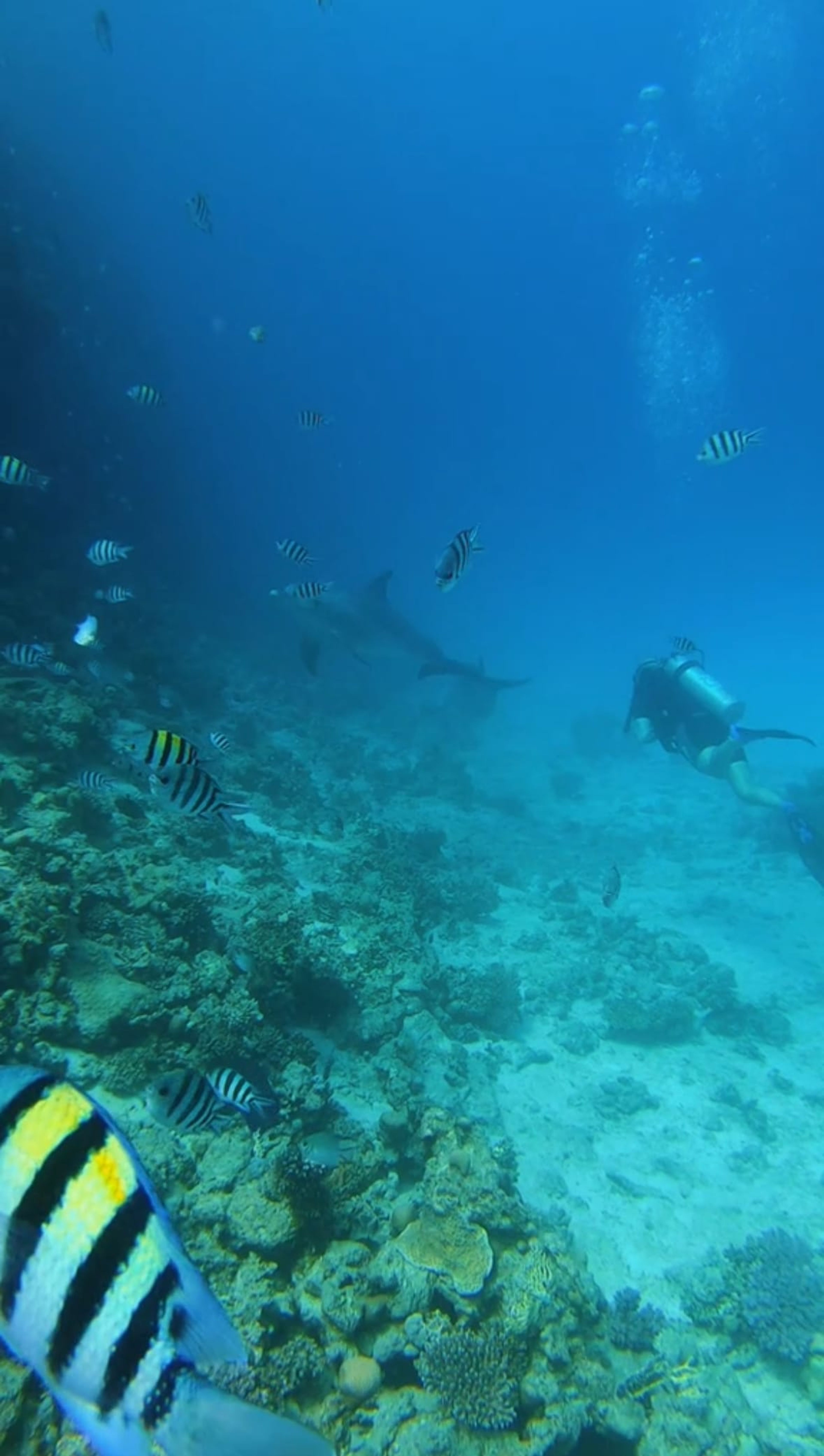 Oceanic+