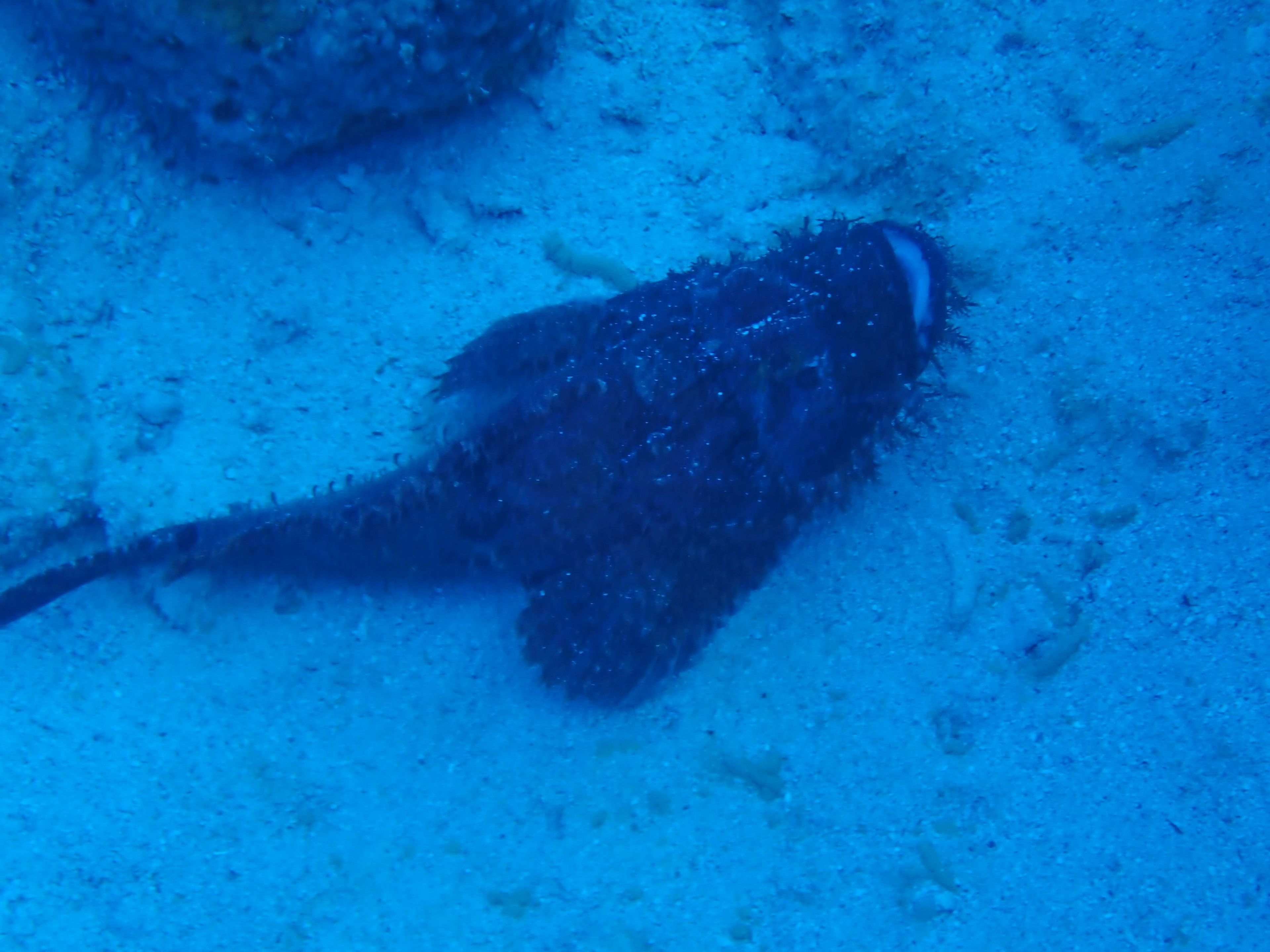 Single-Gas Dive