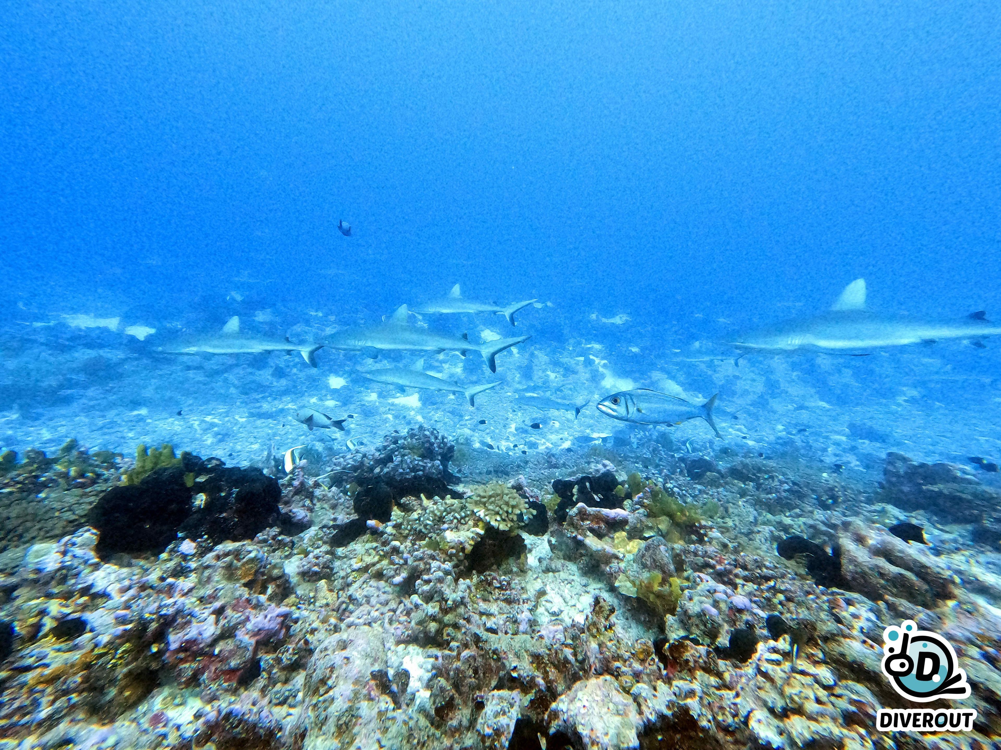 Paola Colaprisco's dive log