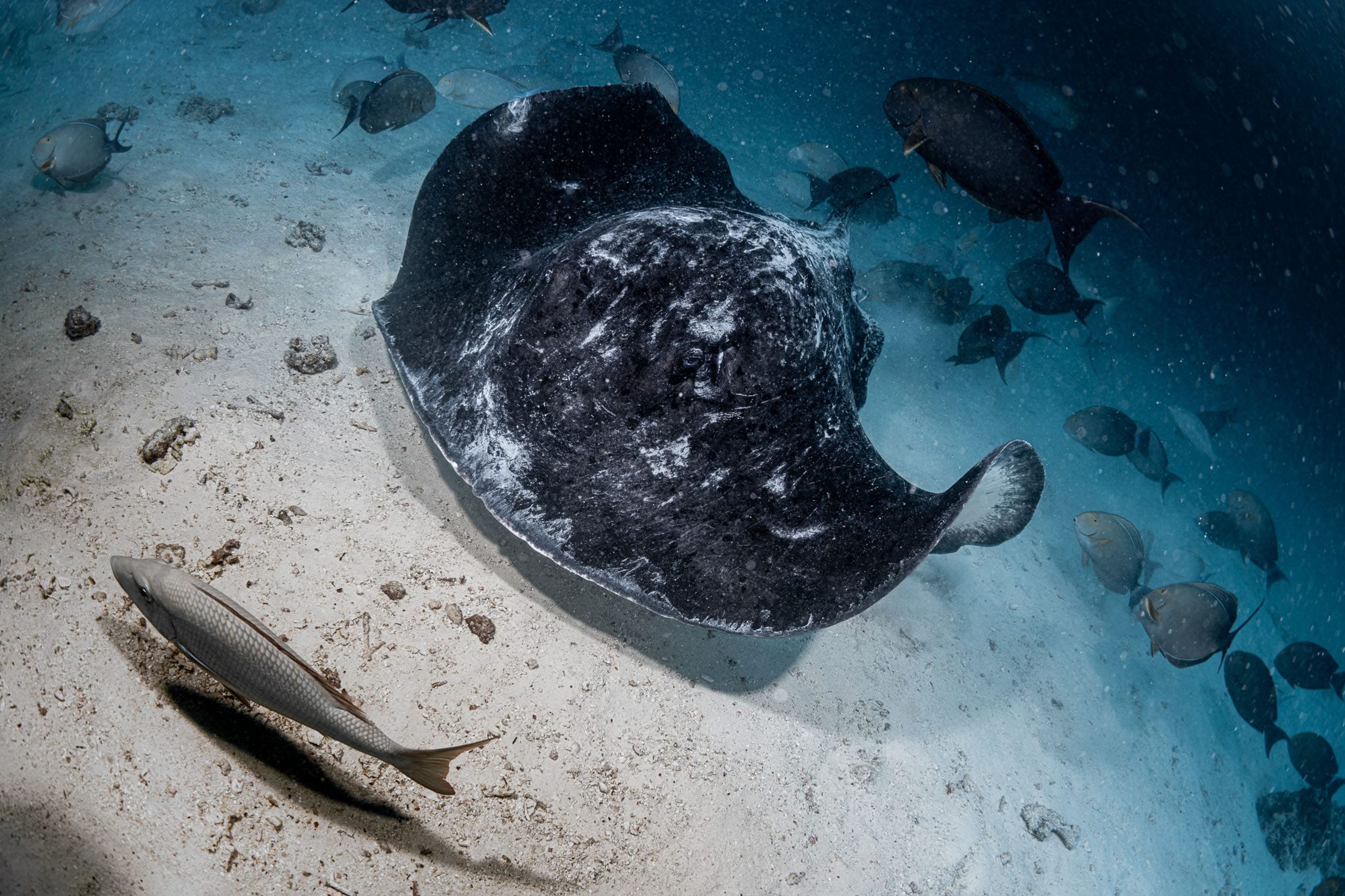 Shark Tank