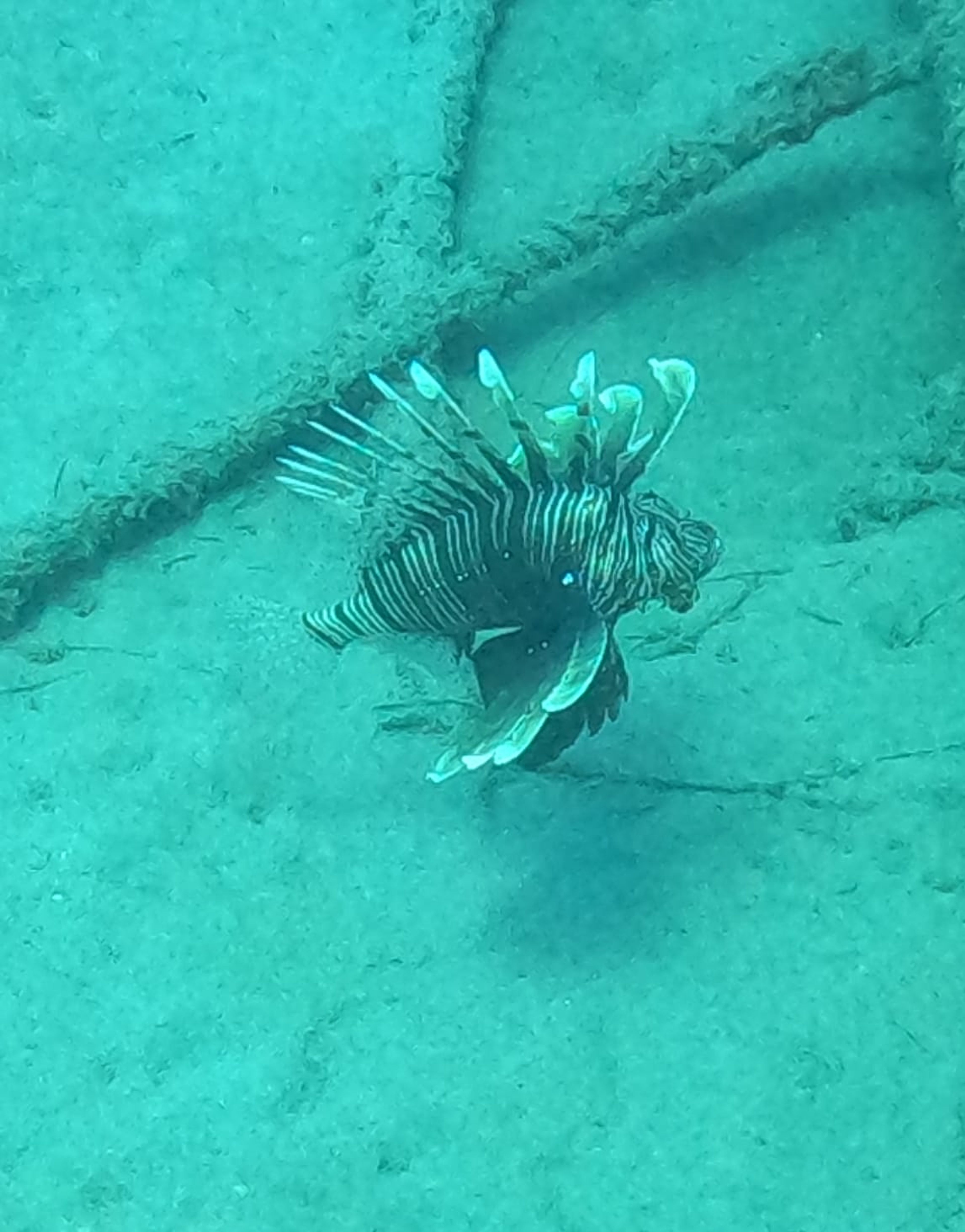 Scuba diving at M/V Giannoula K. - Plimmiri