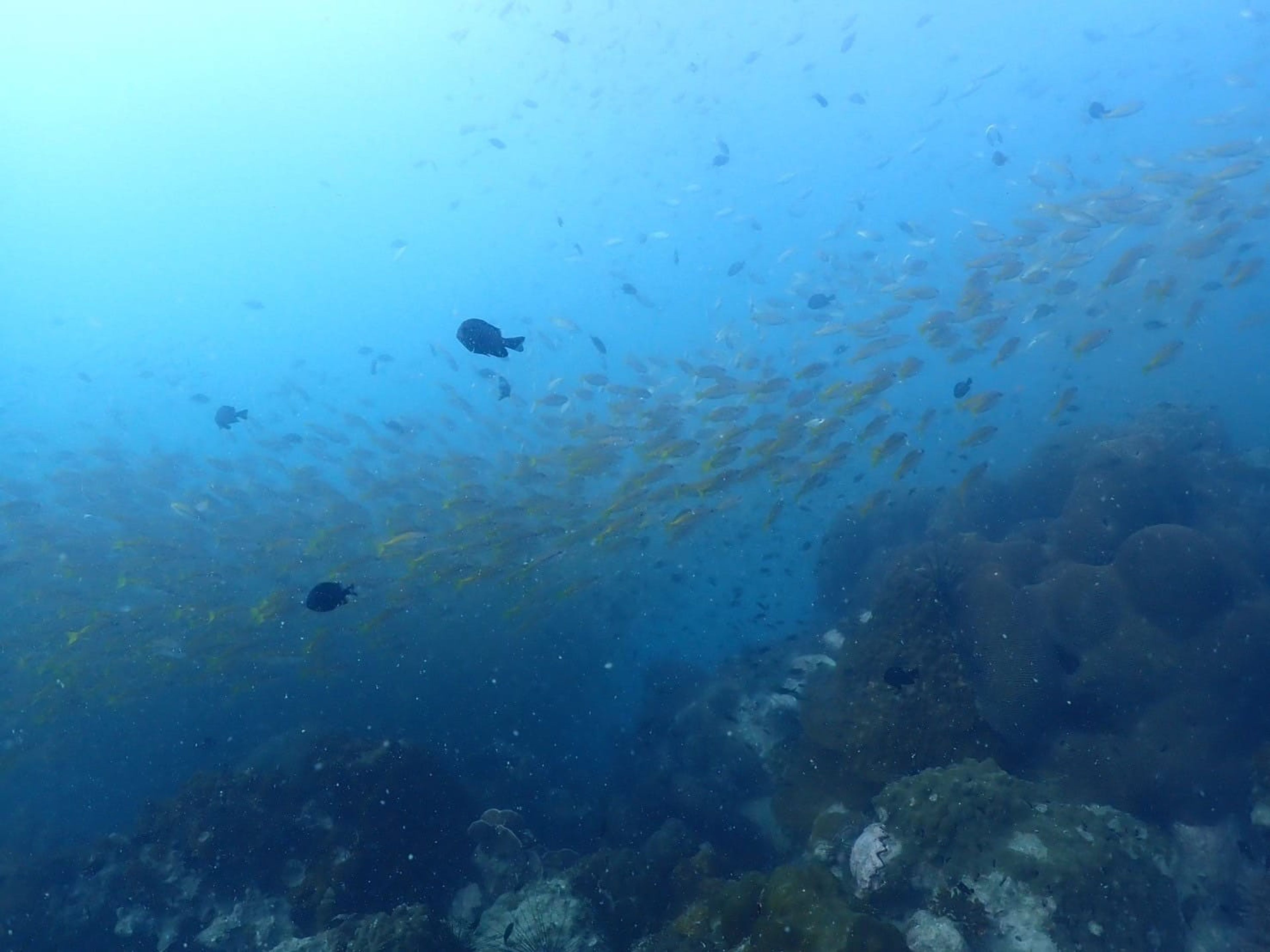 Fun dive Rayong 3/3