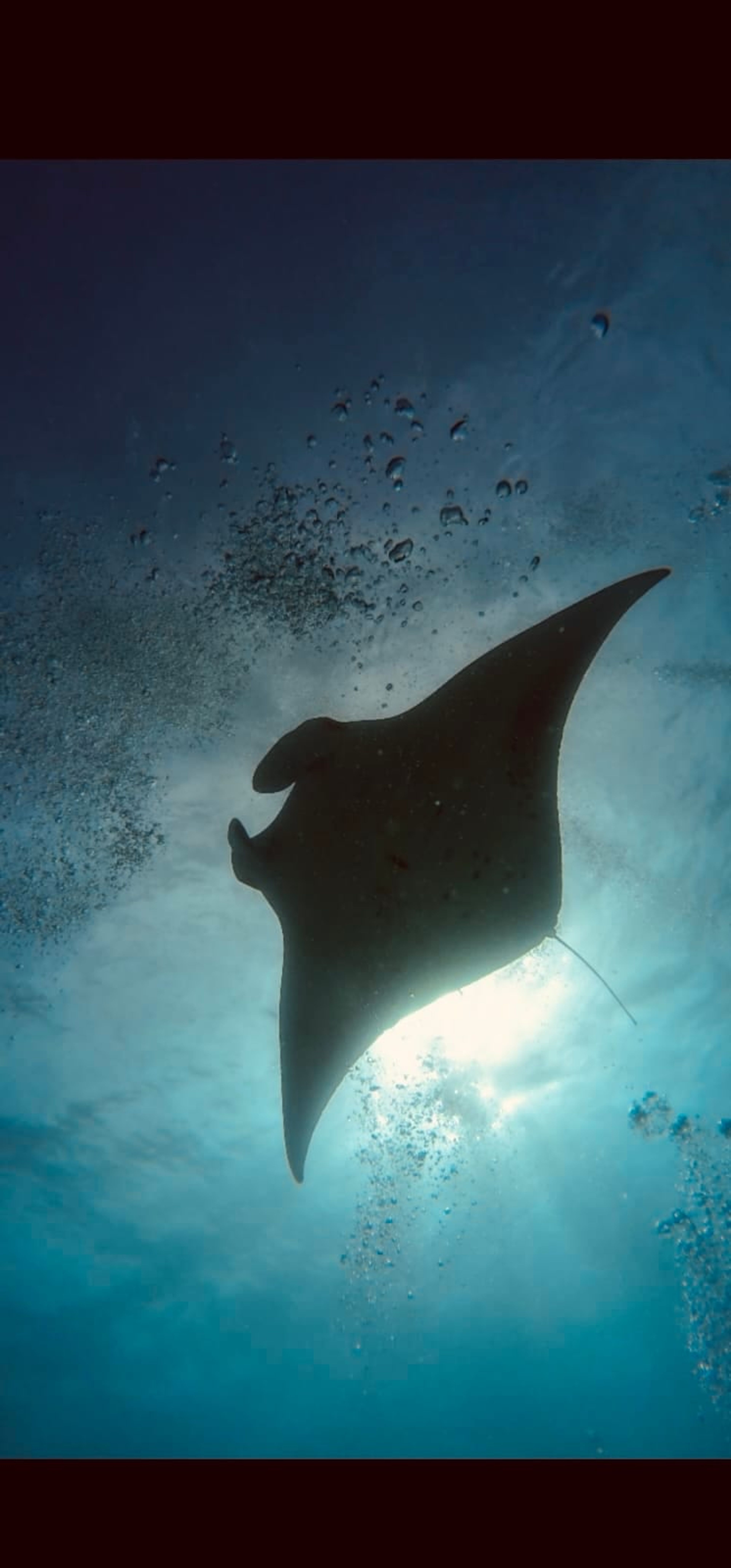 Manta Block