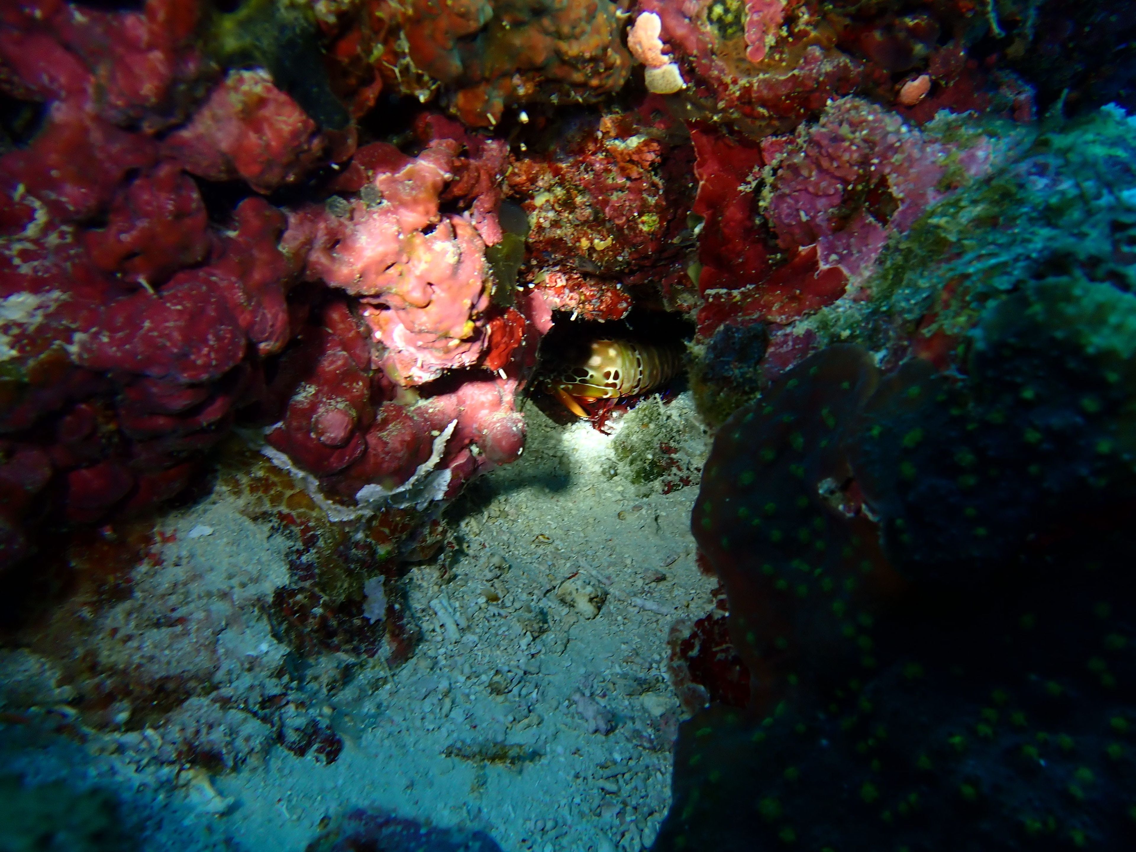 Nalusuan Island Marine Sanctuary