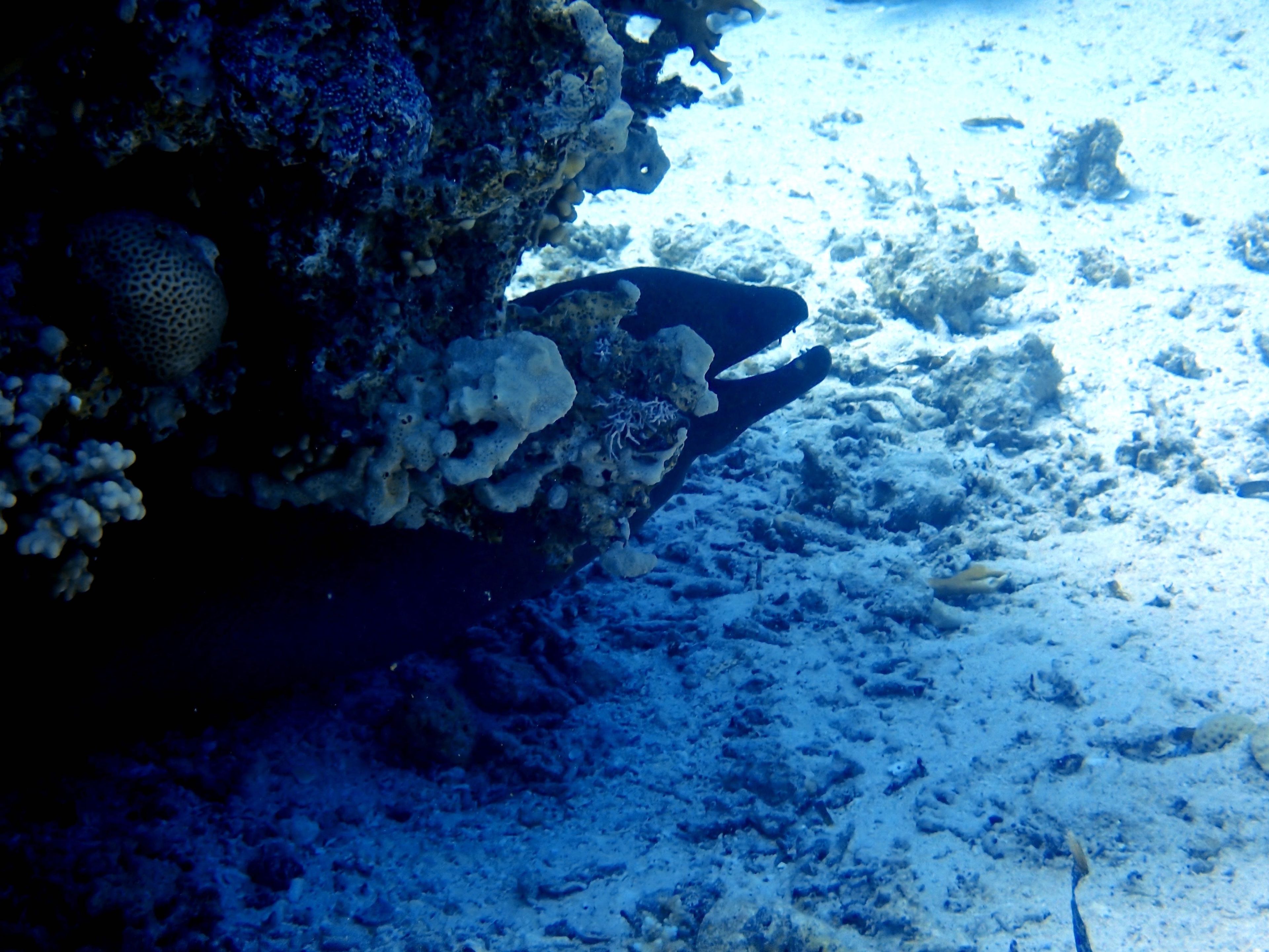 Multi-Gas Dive jack fish alley Sharm Al sheikh