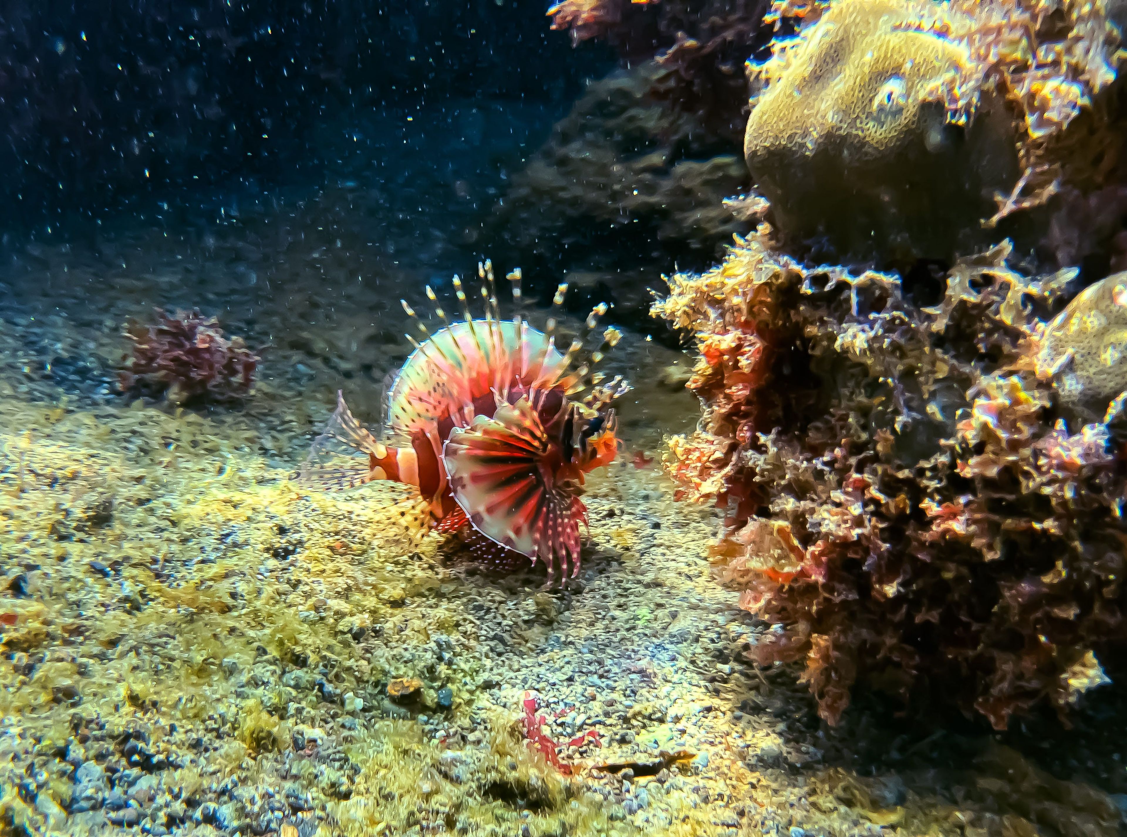Freediving at Camiguin