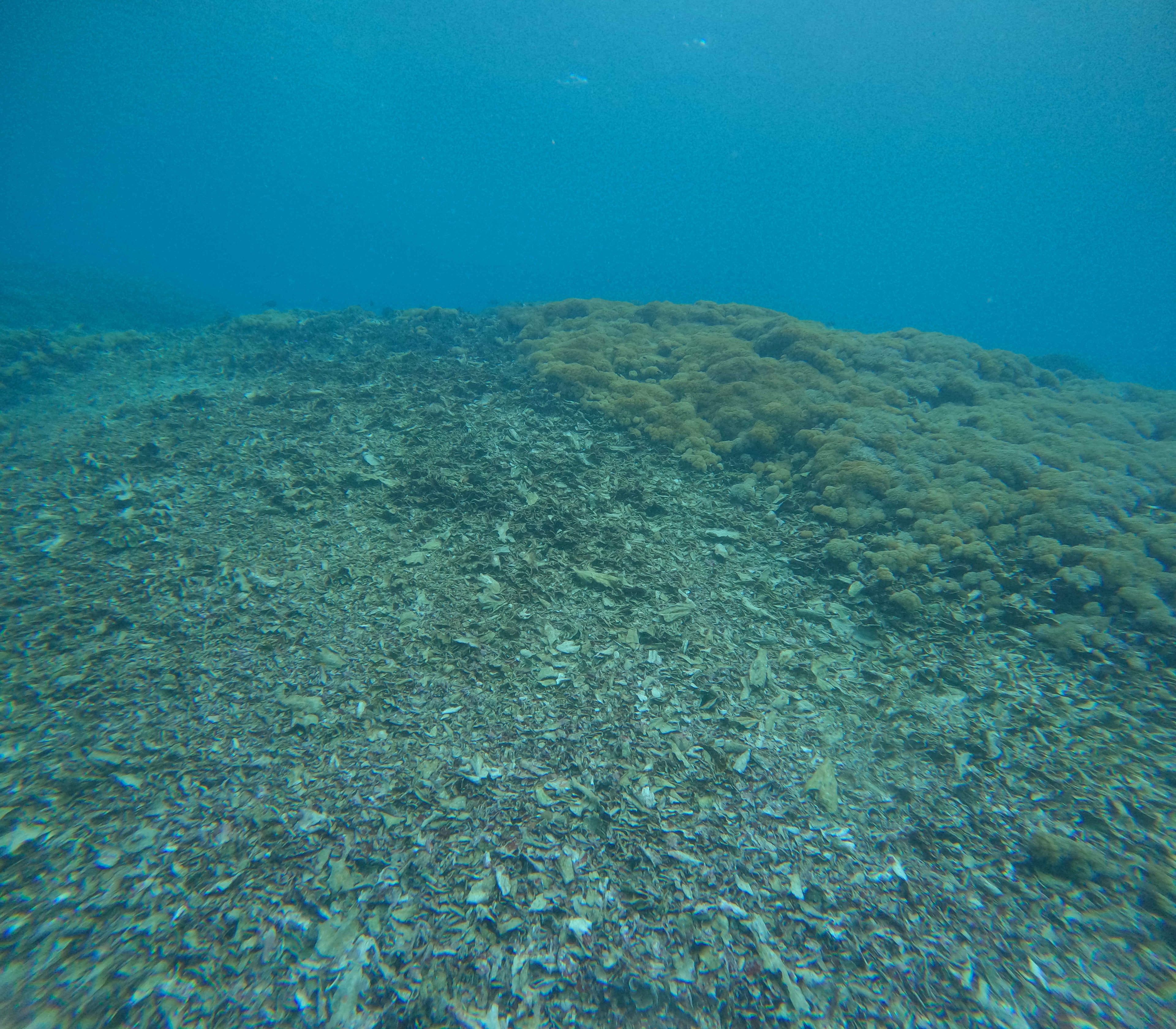Oceanic+
