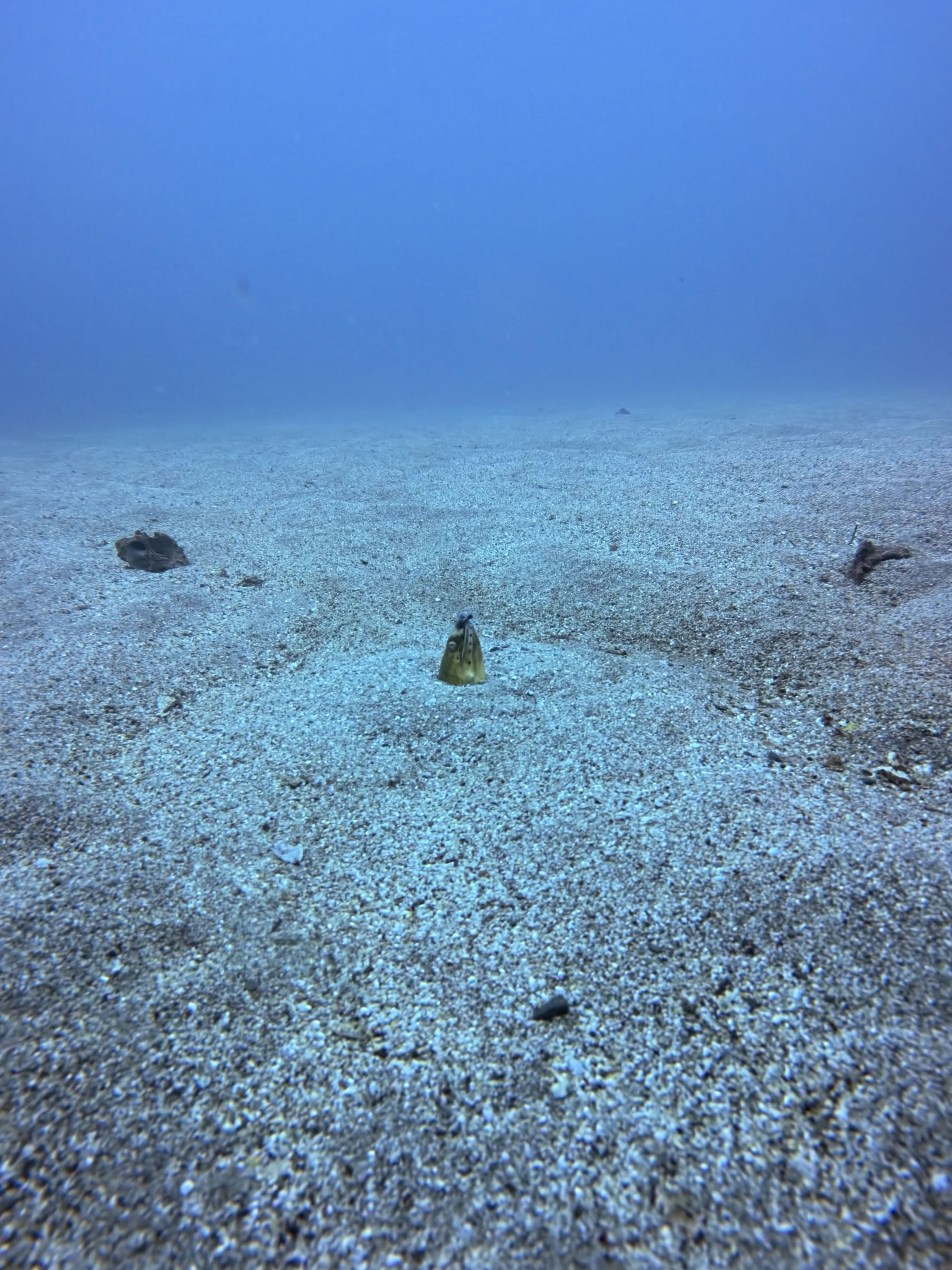 Fun Dive 32