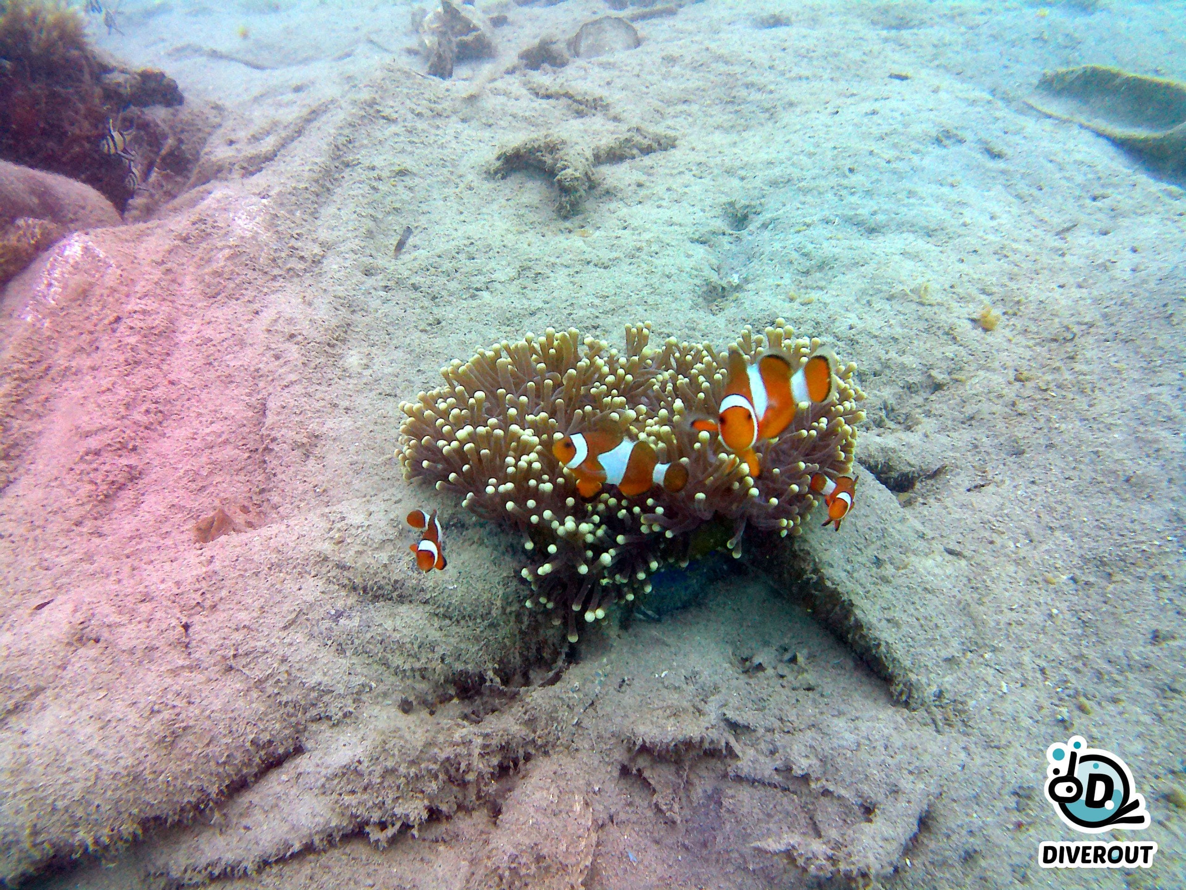 alya salsabila's dive log