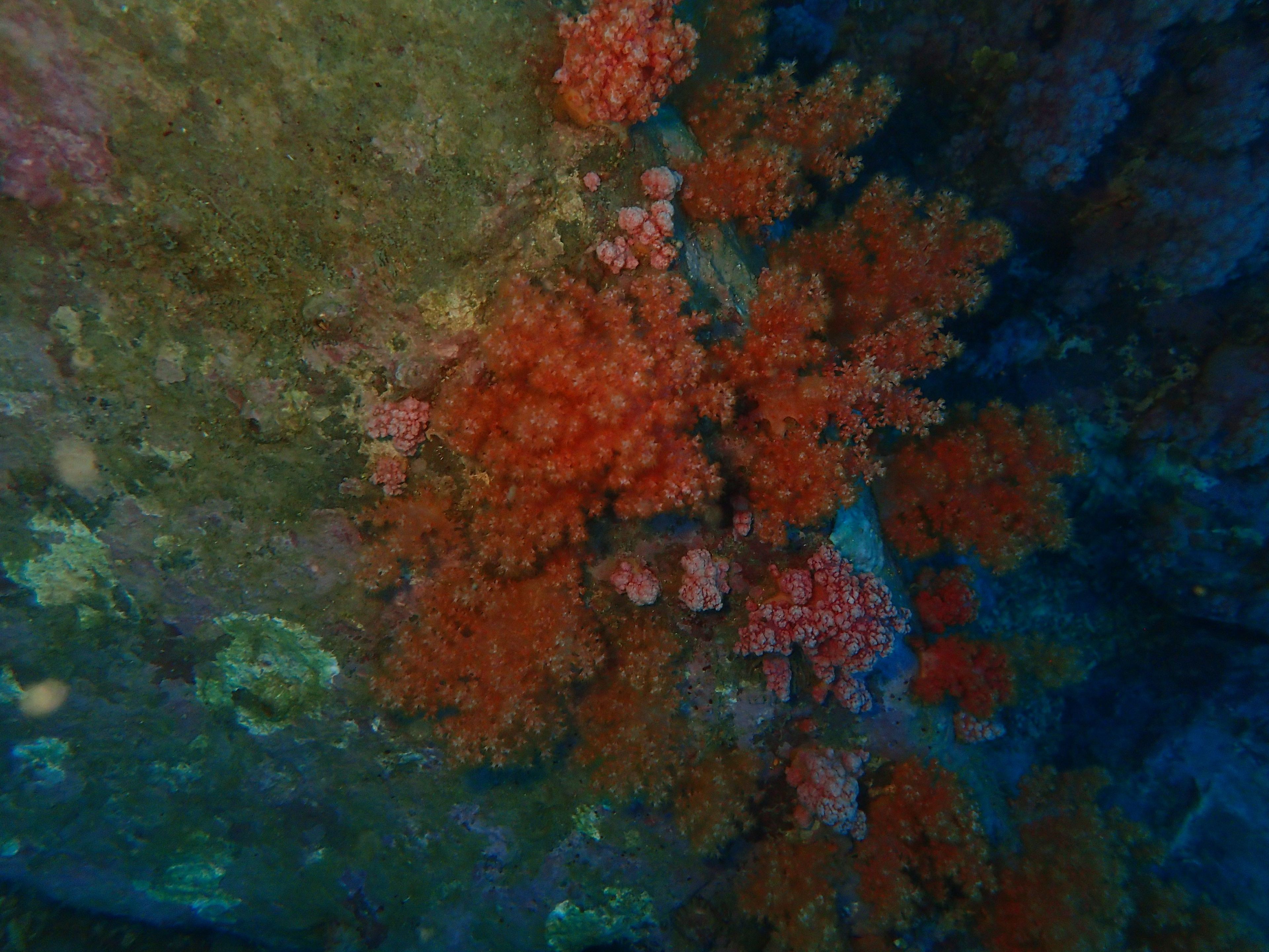 20240921 Fun Dive - Dive 1