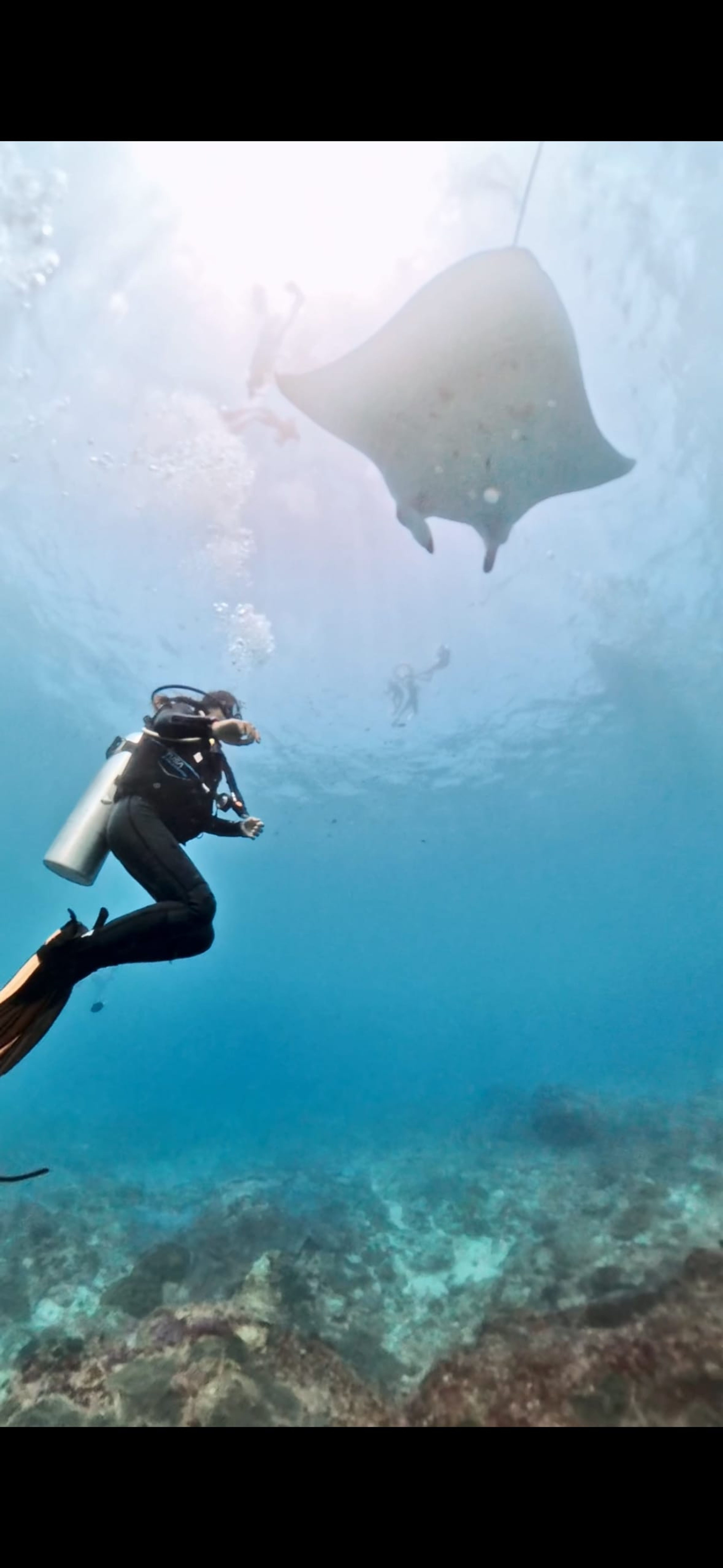 Manta rays 