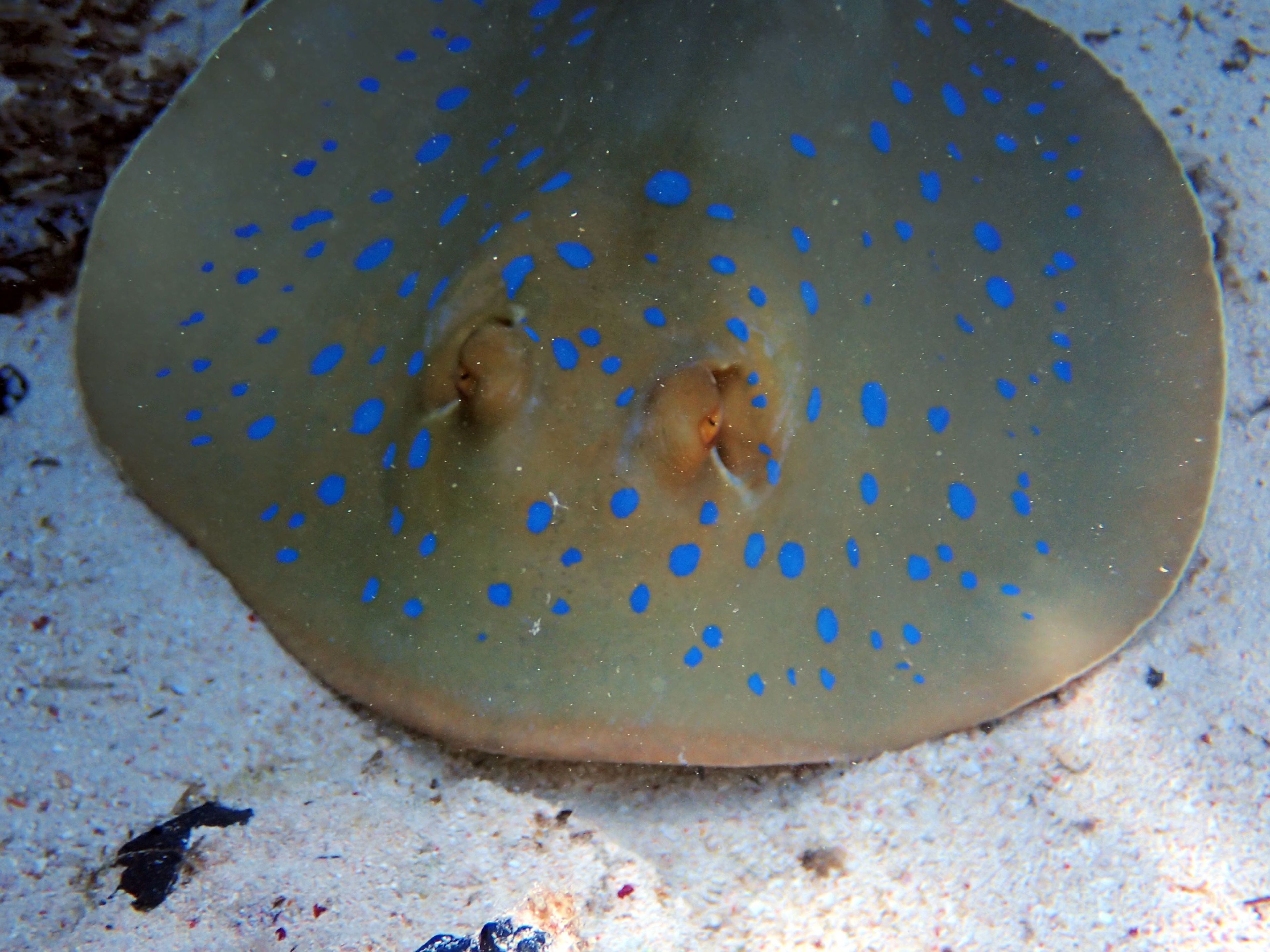 Sharm El Sheikh Multi-Gas Dive