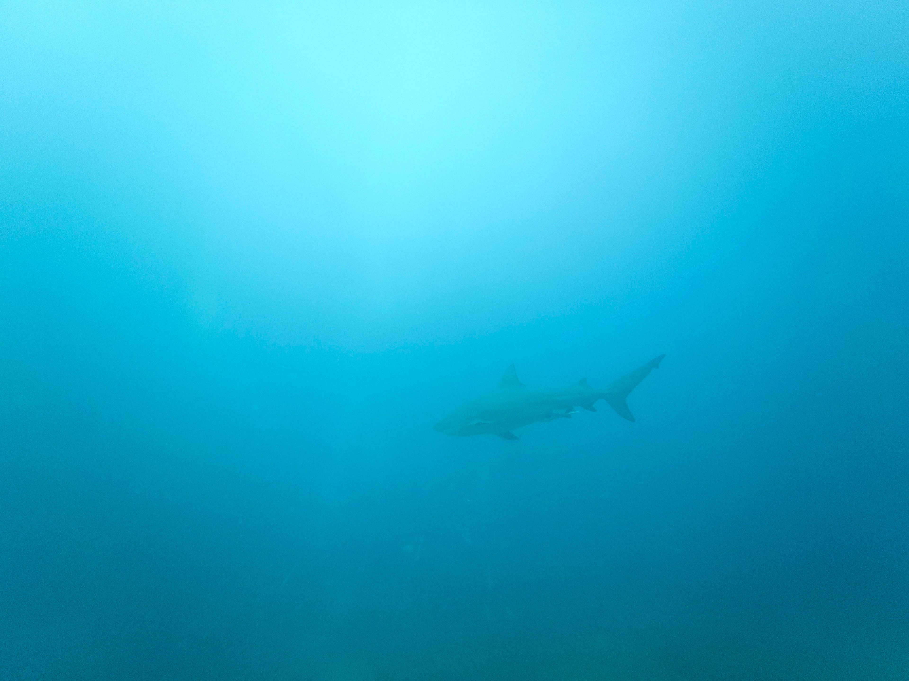 Oceanic+