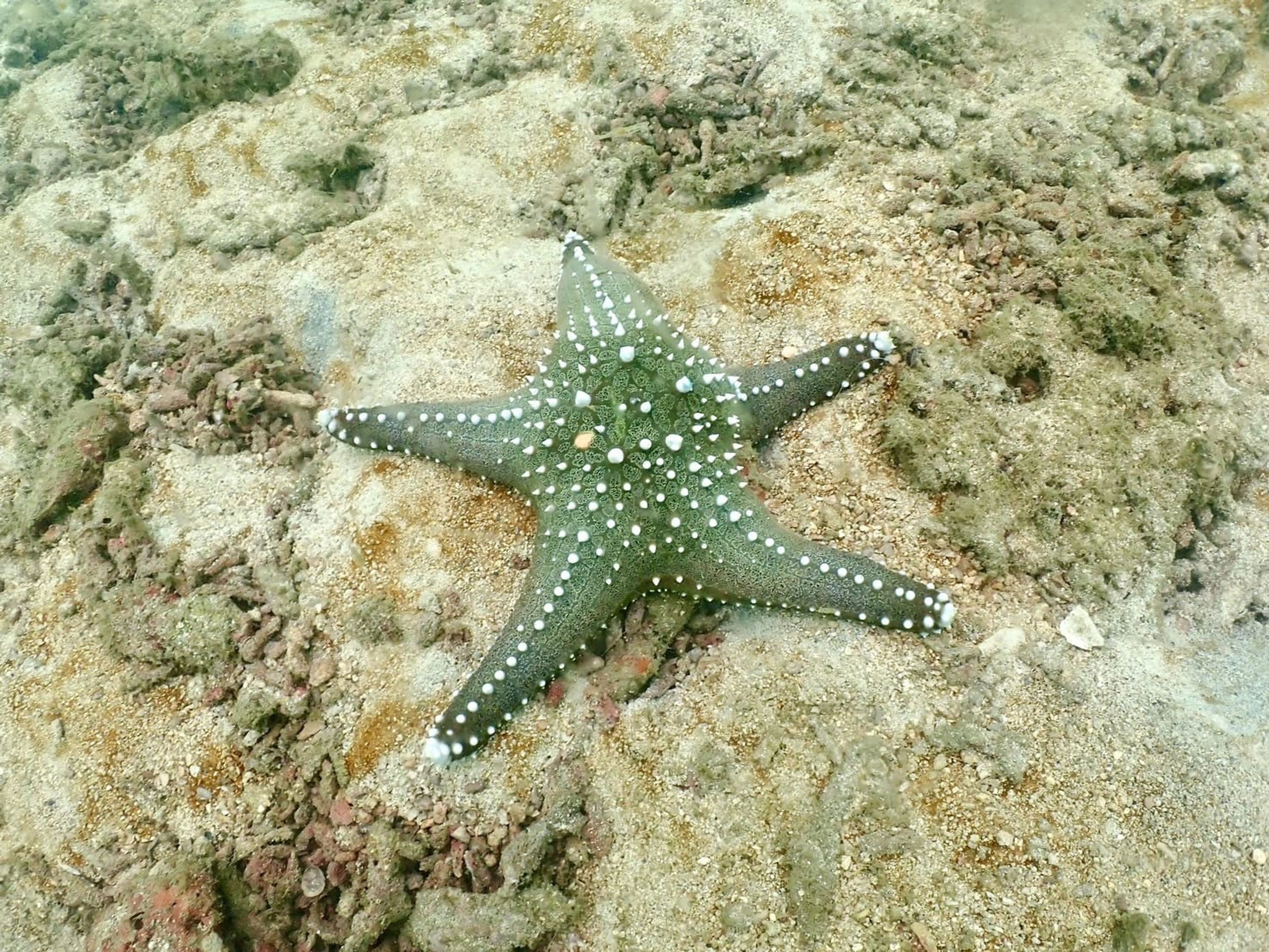 Fun dive Rayong 1/3