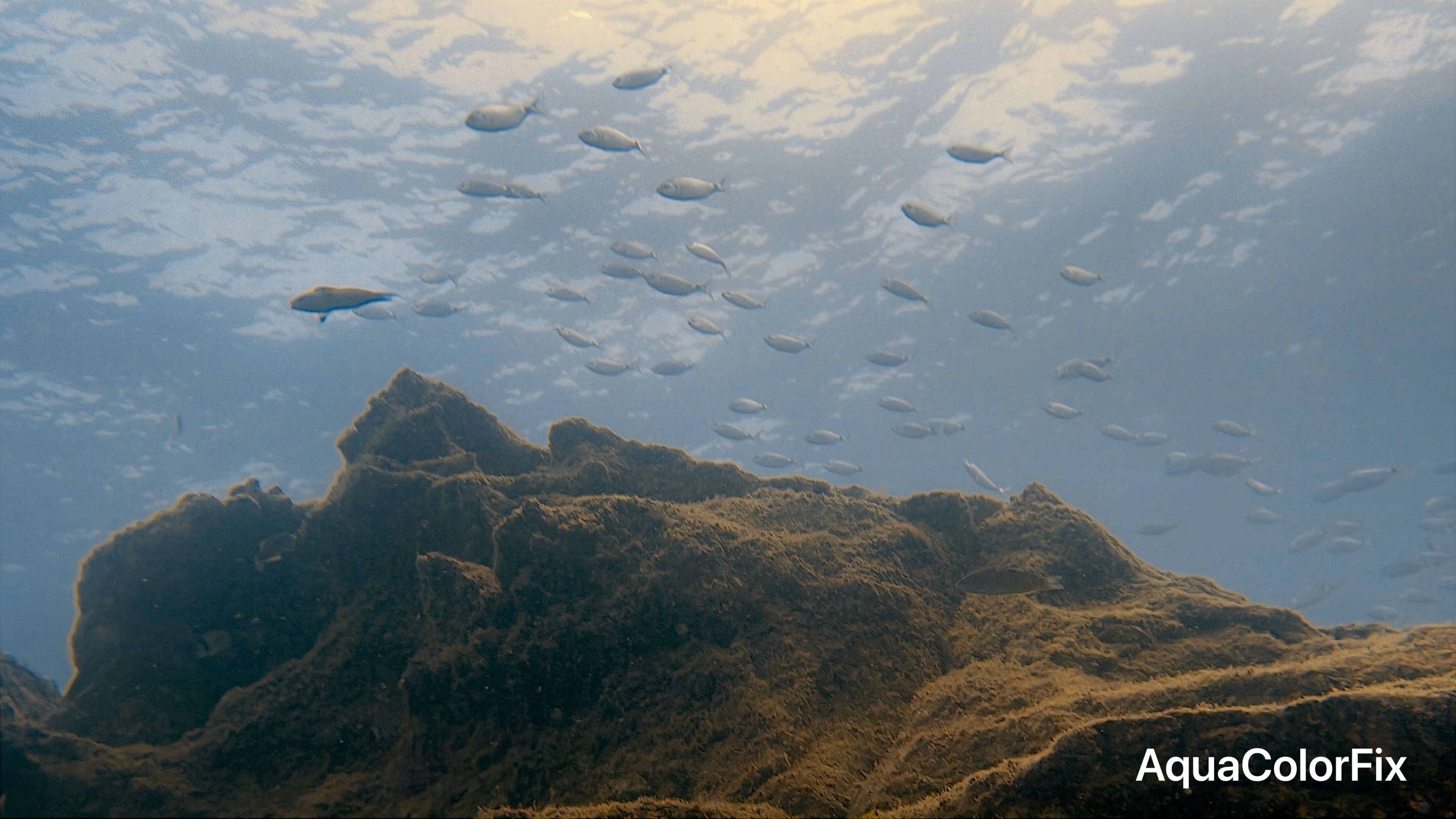 Angel Shark Reef - Lanzarote