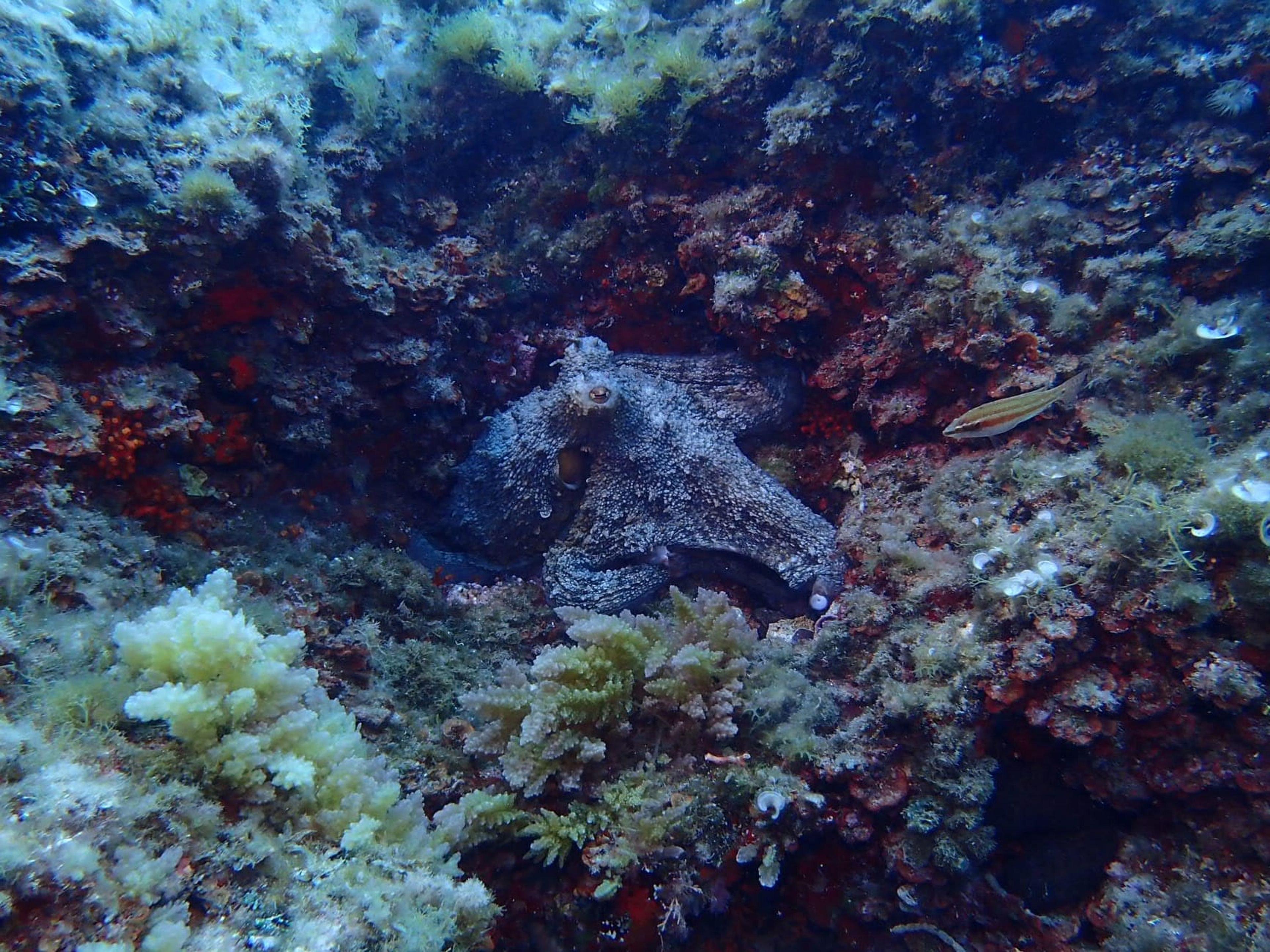 French Reef