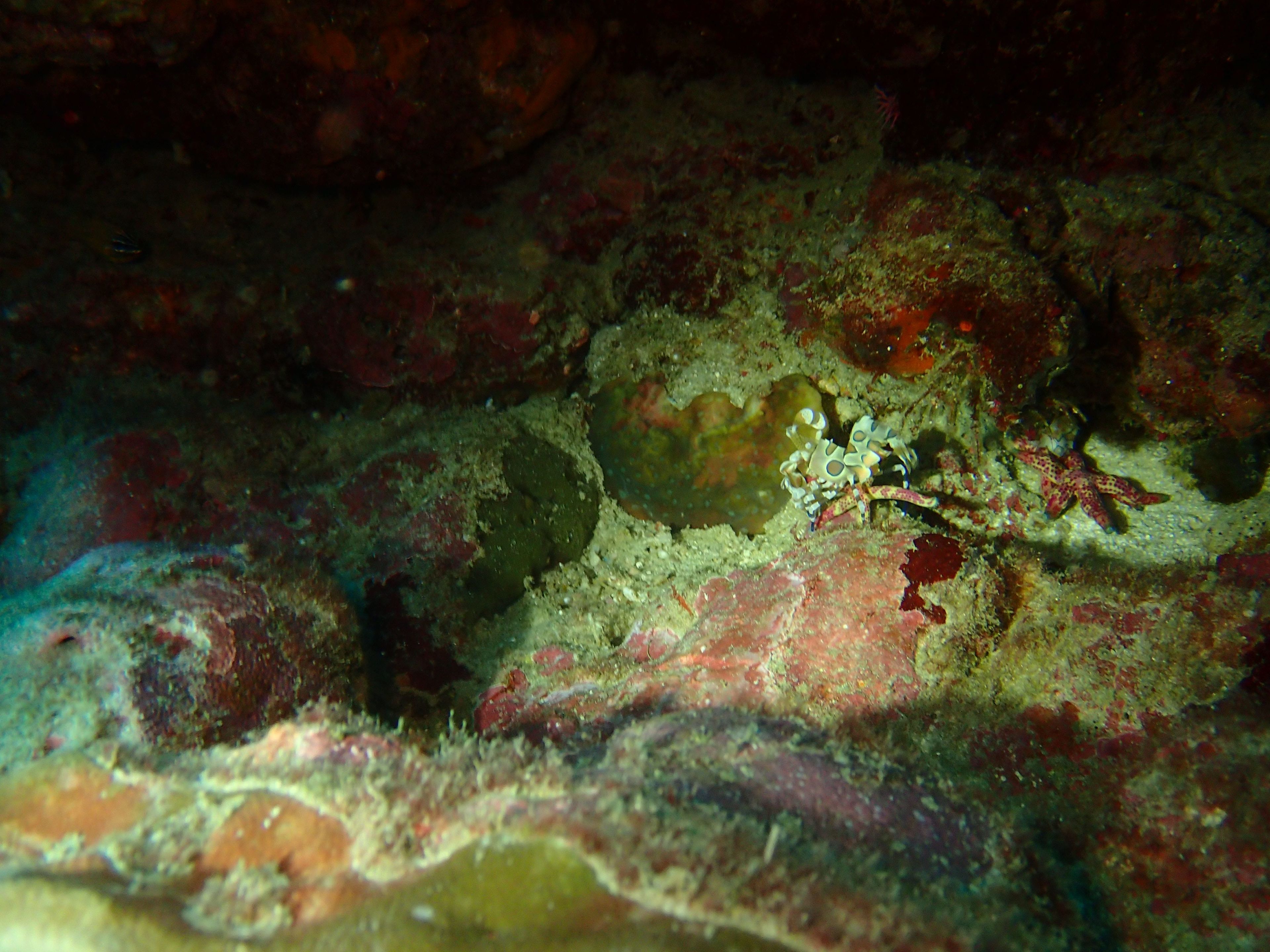 Scuba diving at Ao Packard, Koh Surin Tai