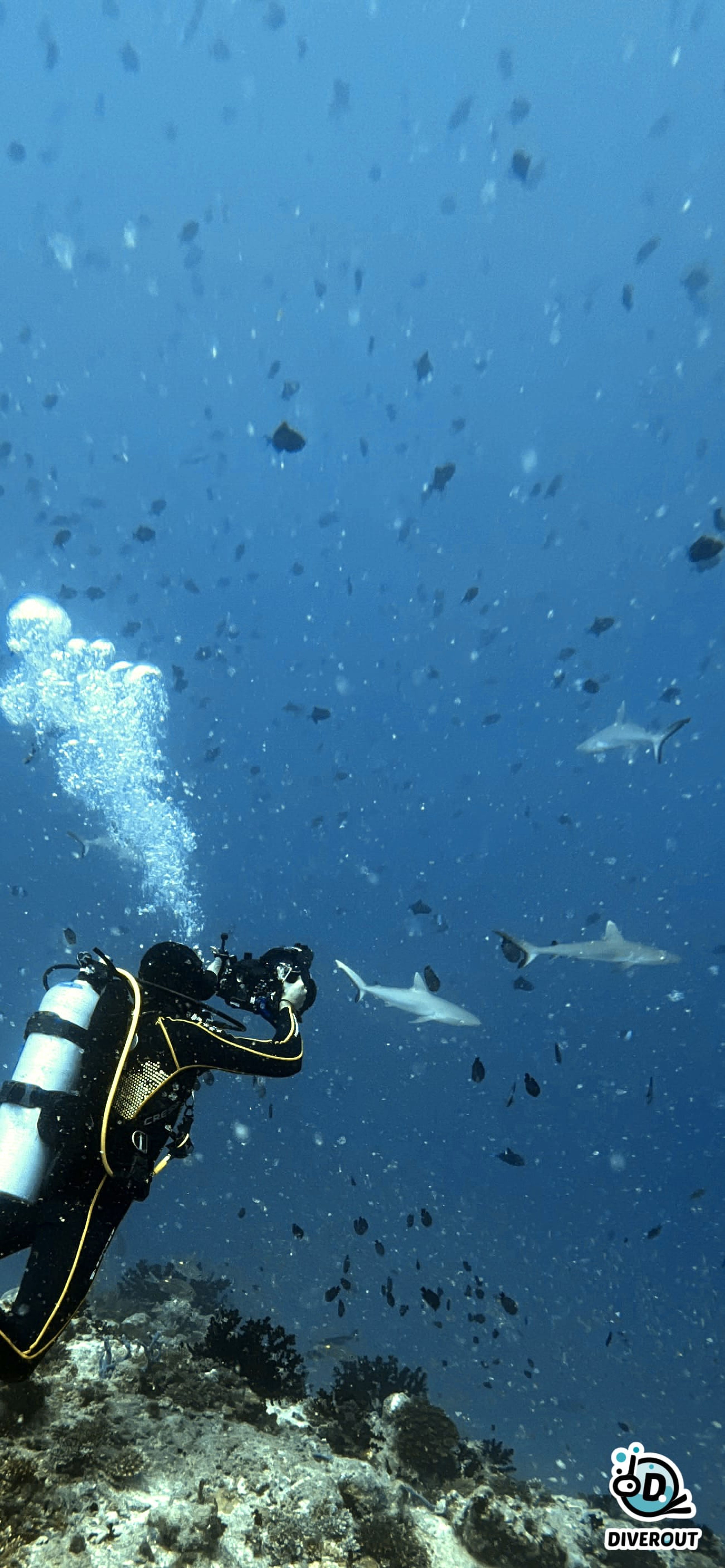 Reef Sharks & I