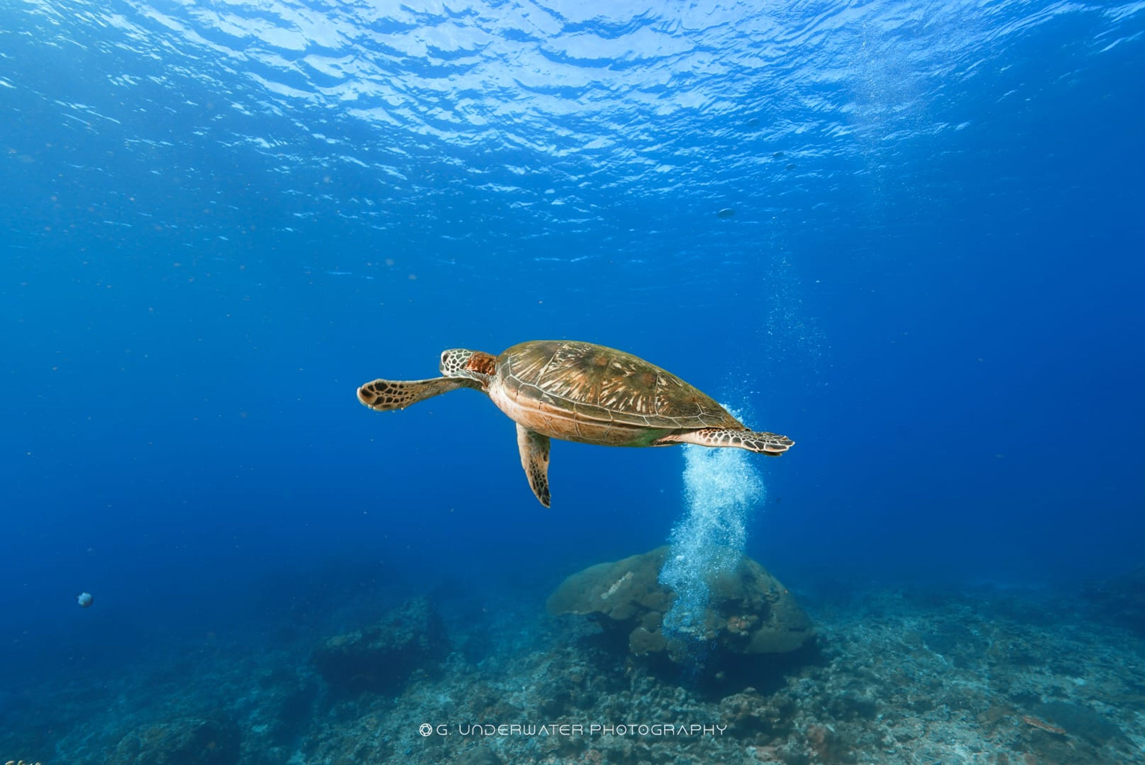 Scuba diving at 綠島柴口