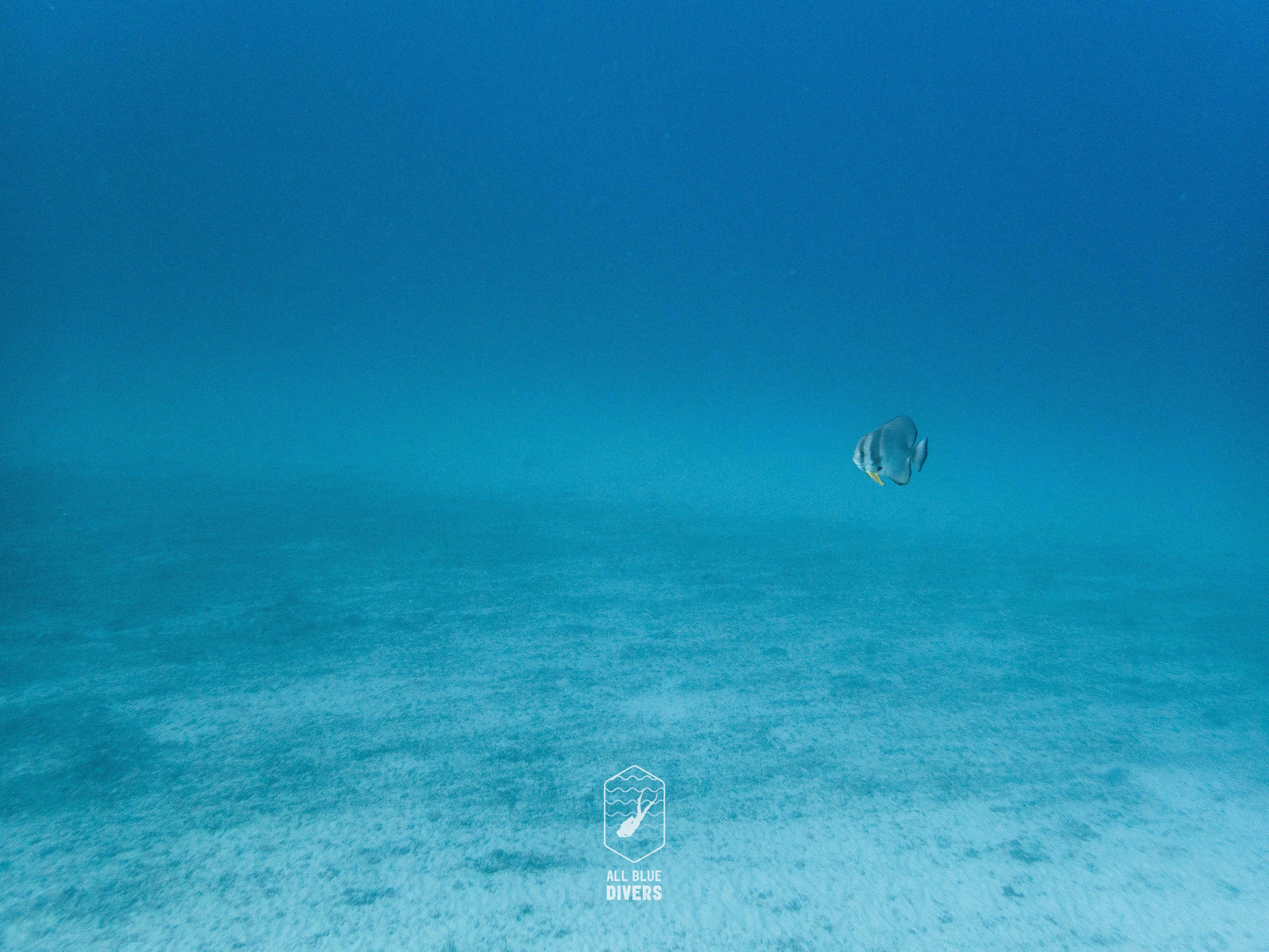 Oceanic+