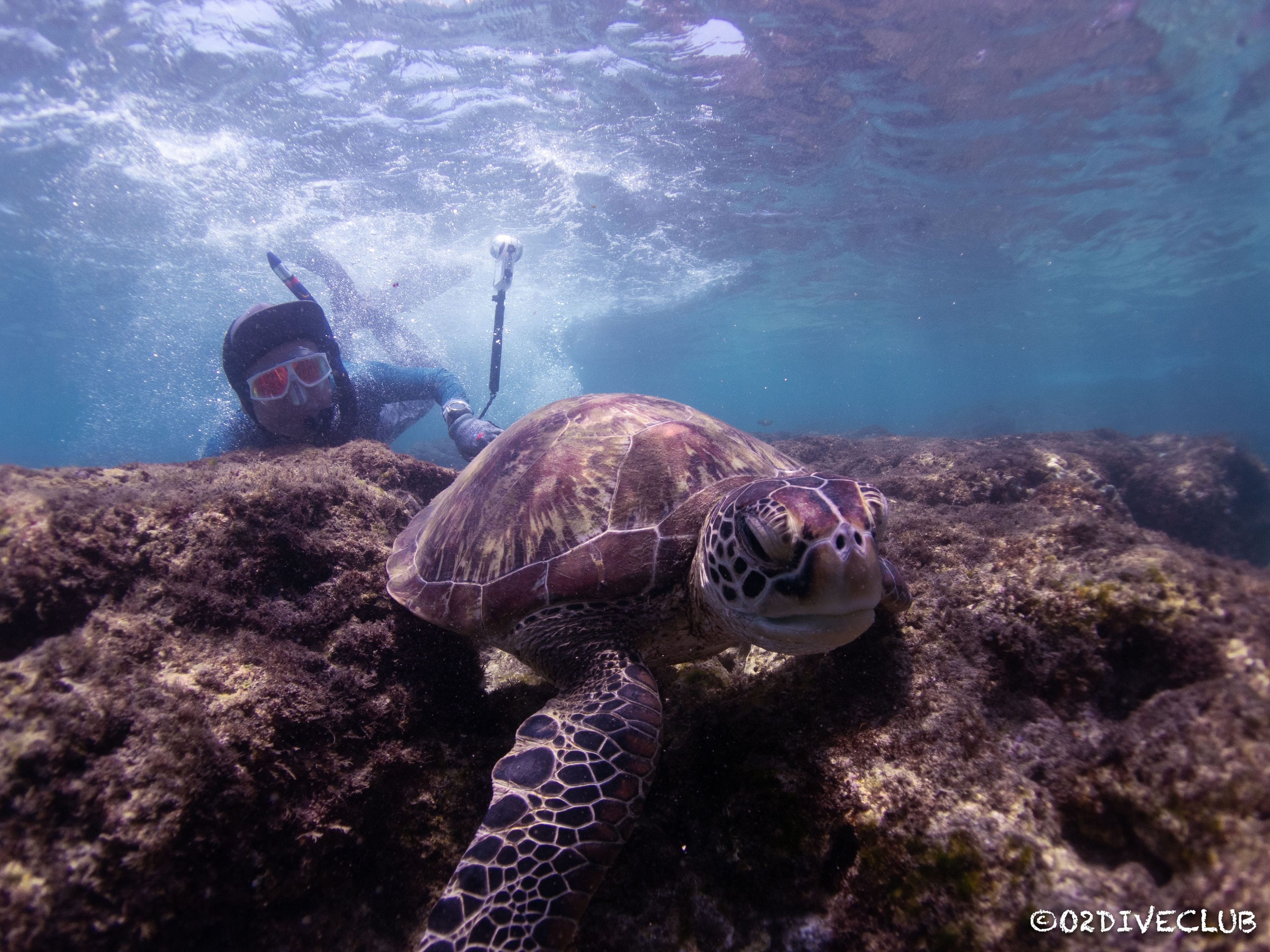 Freediving at 花瓶岩