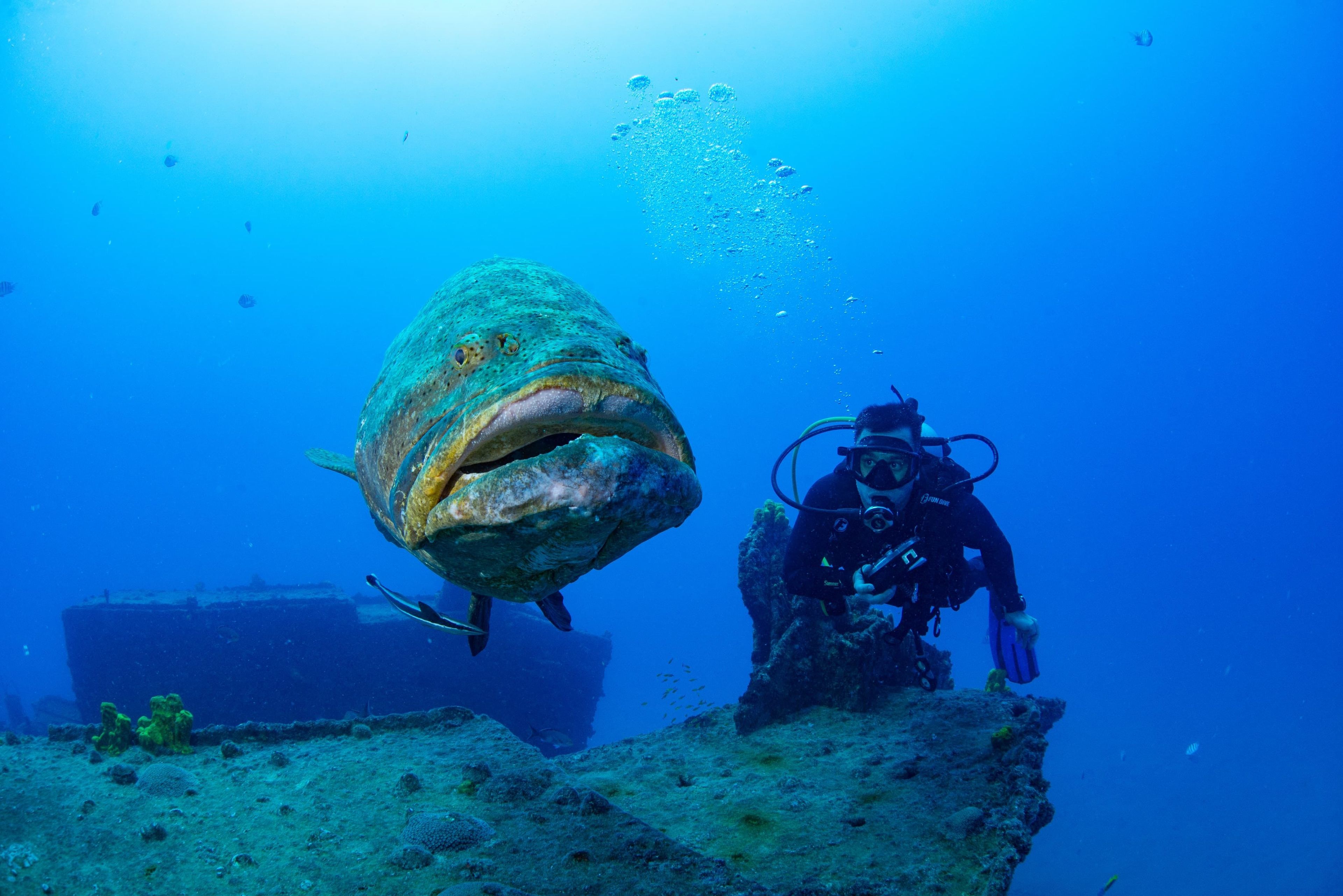 David Fernandes's dive log