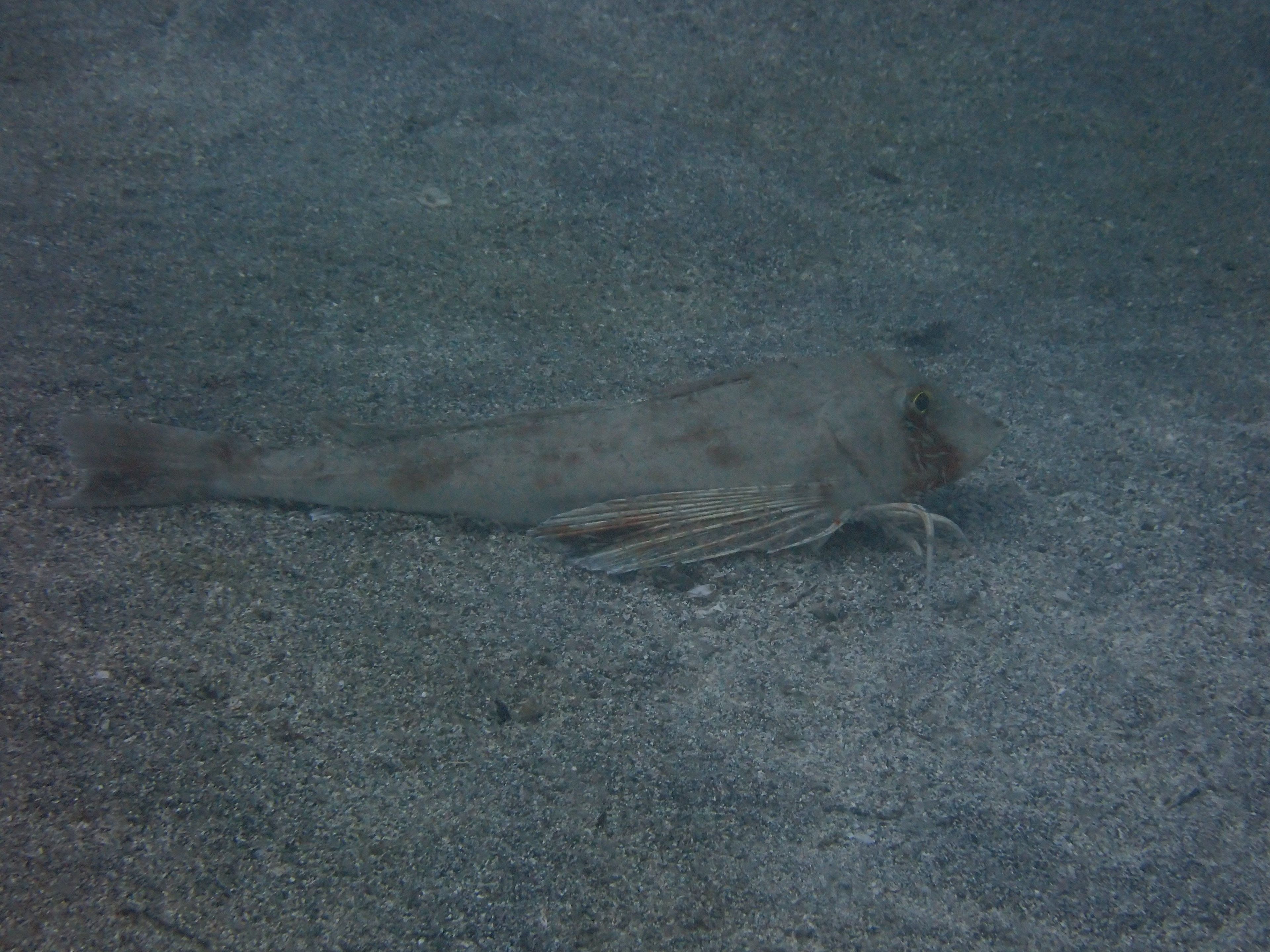 Kenichiro Tanaka's dive log