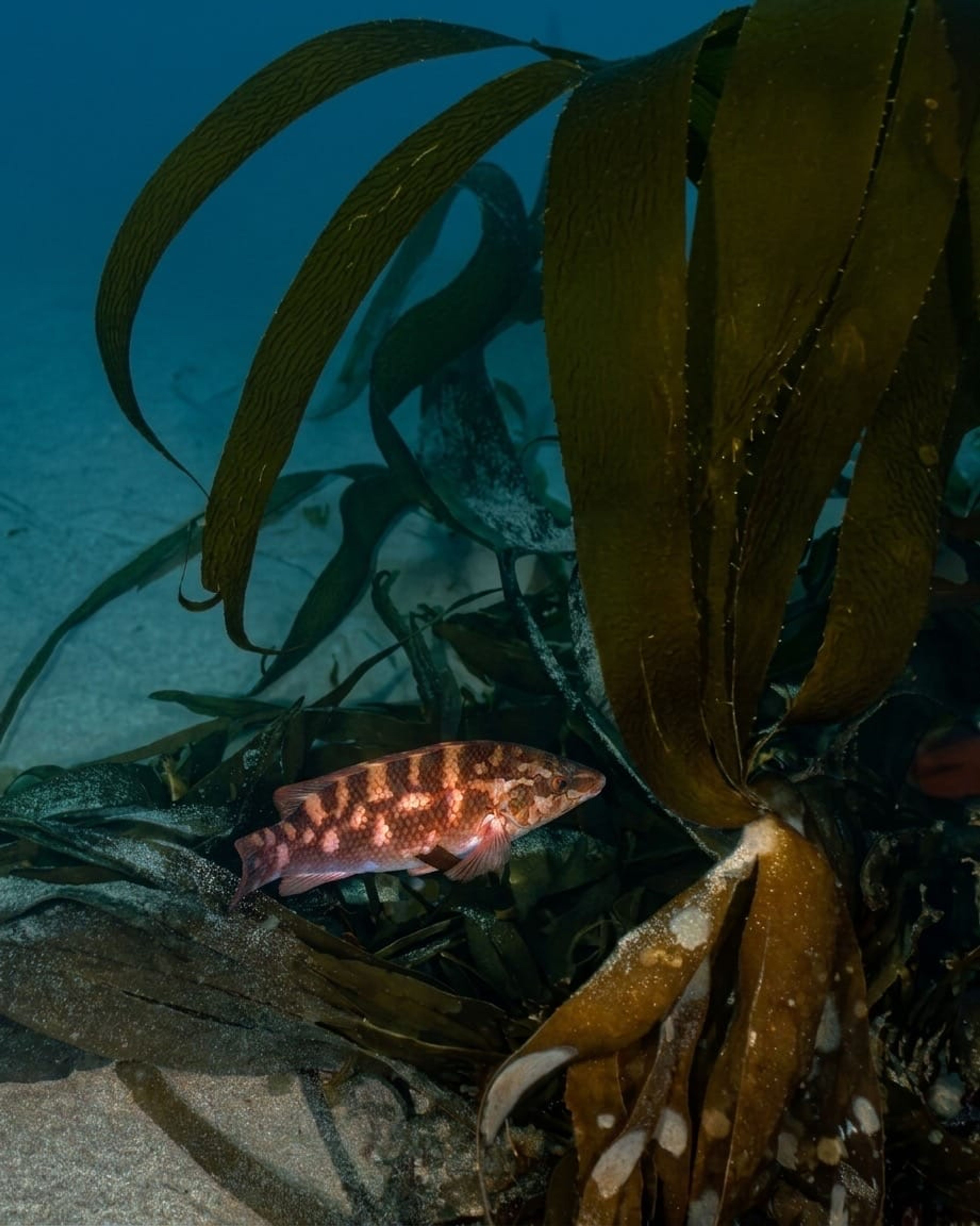 Ballan wrasse (Labrus bergylta)
