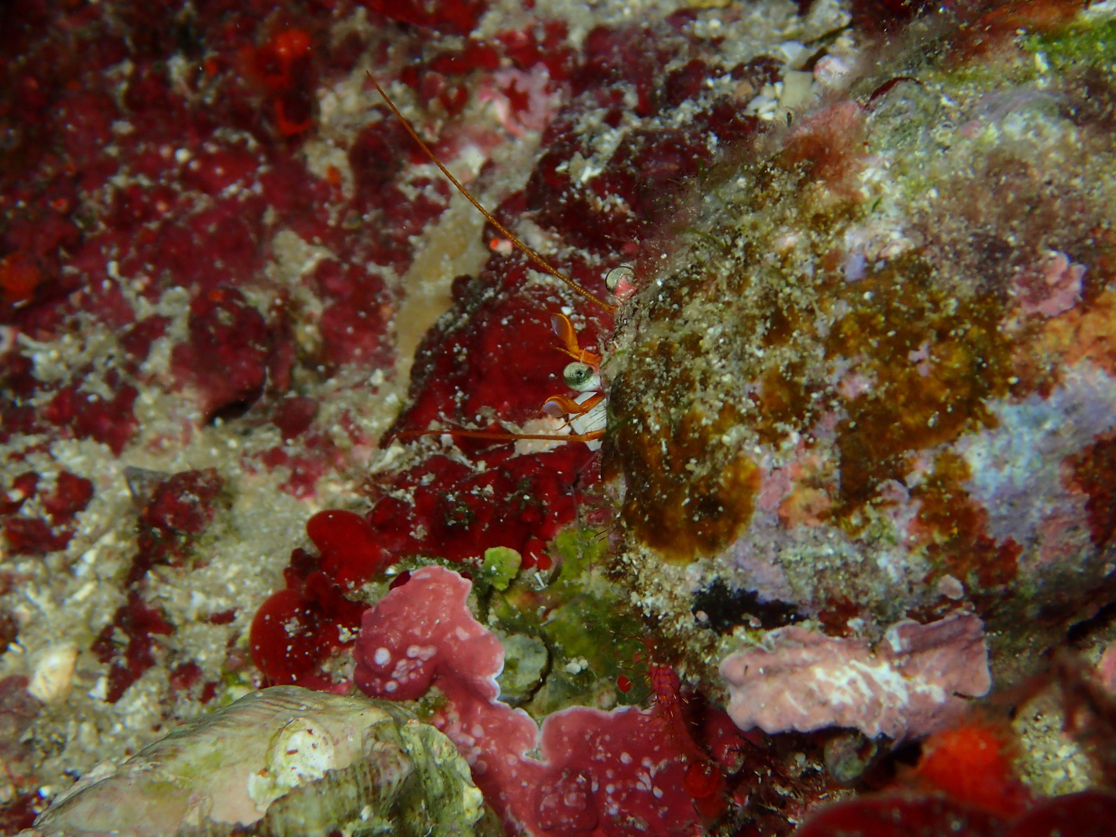 DiveCloud i300C