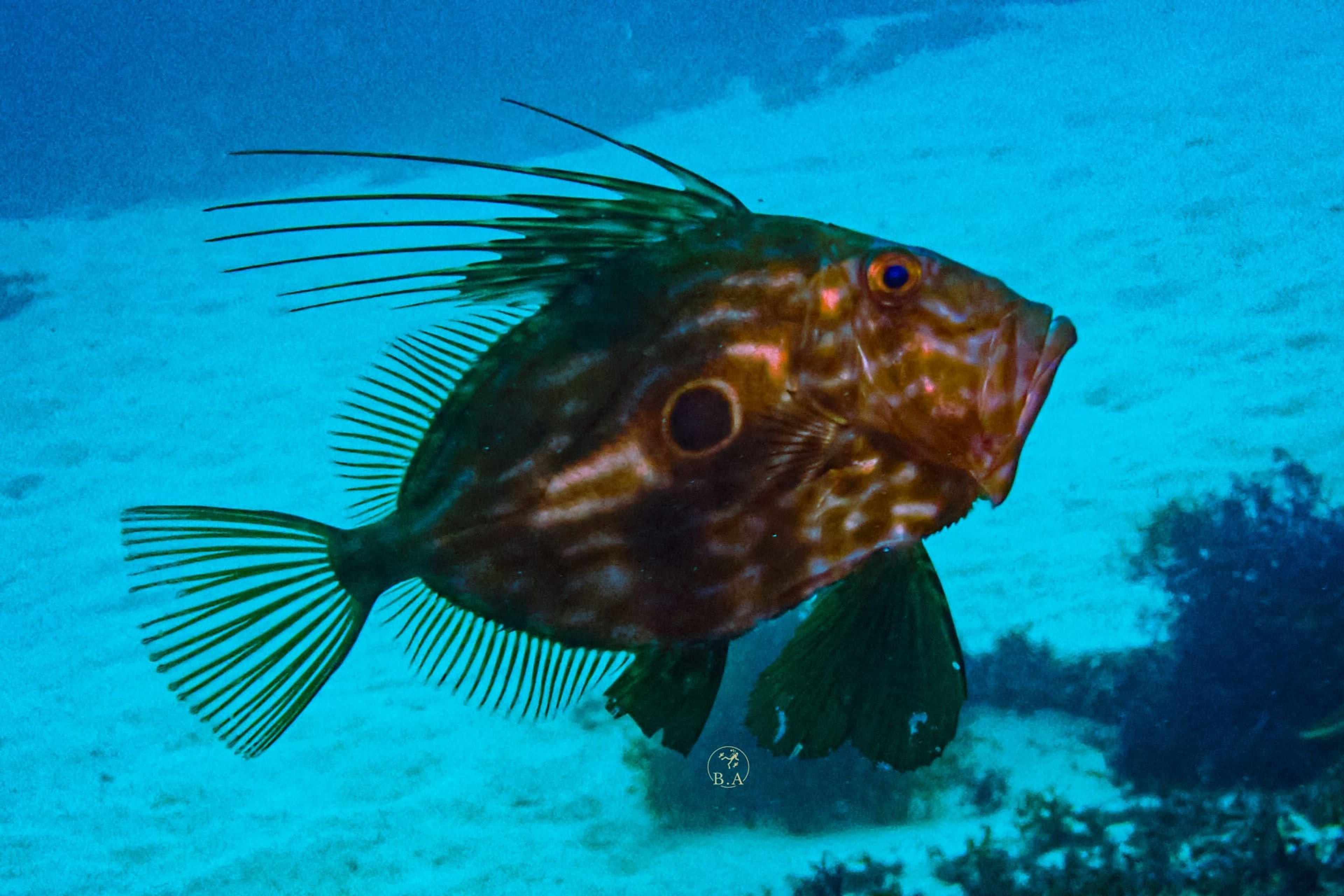 Scuba diving at Primavera (Wreck)