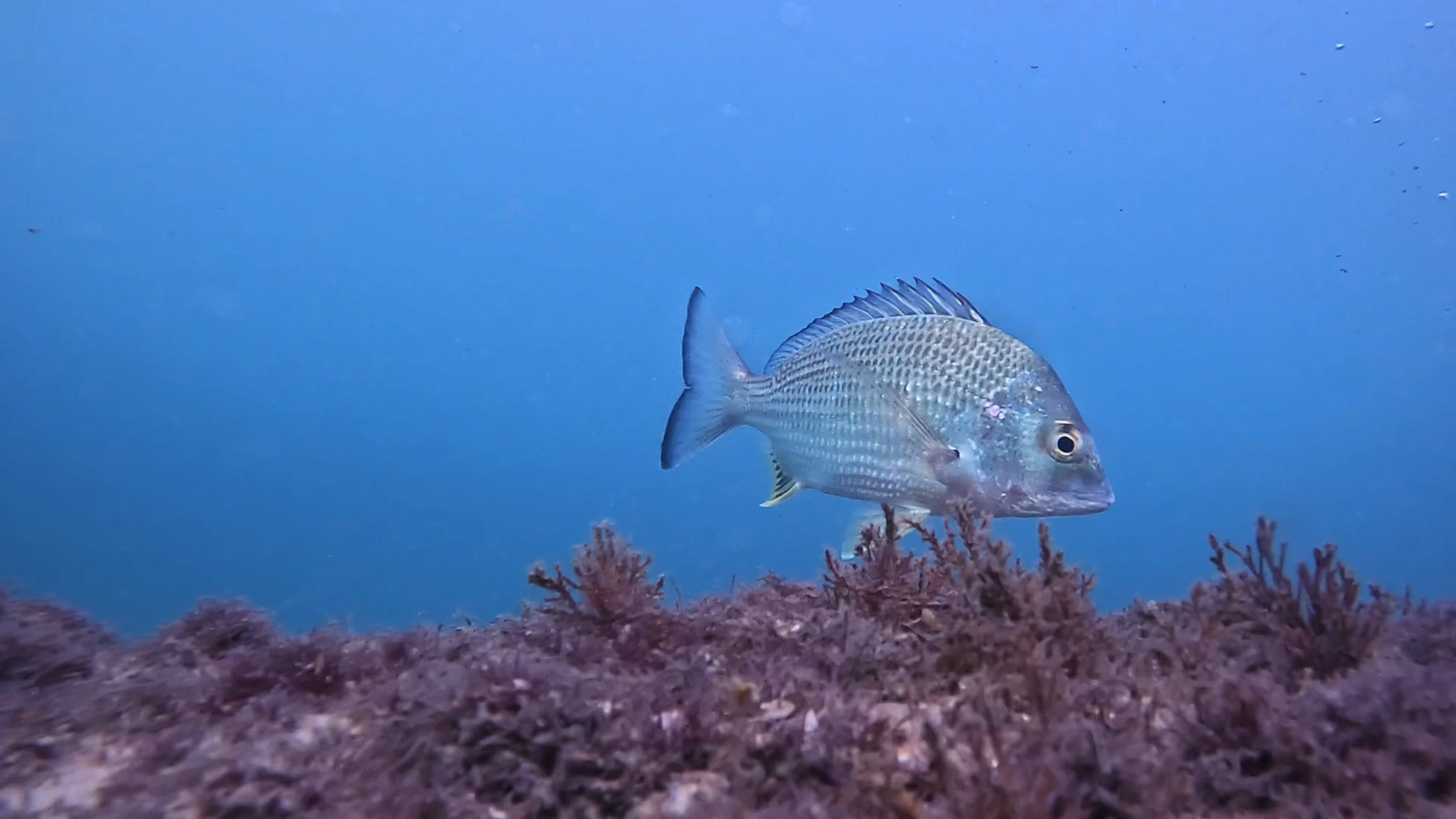 Oceanic+
