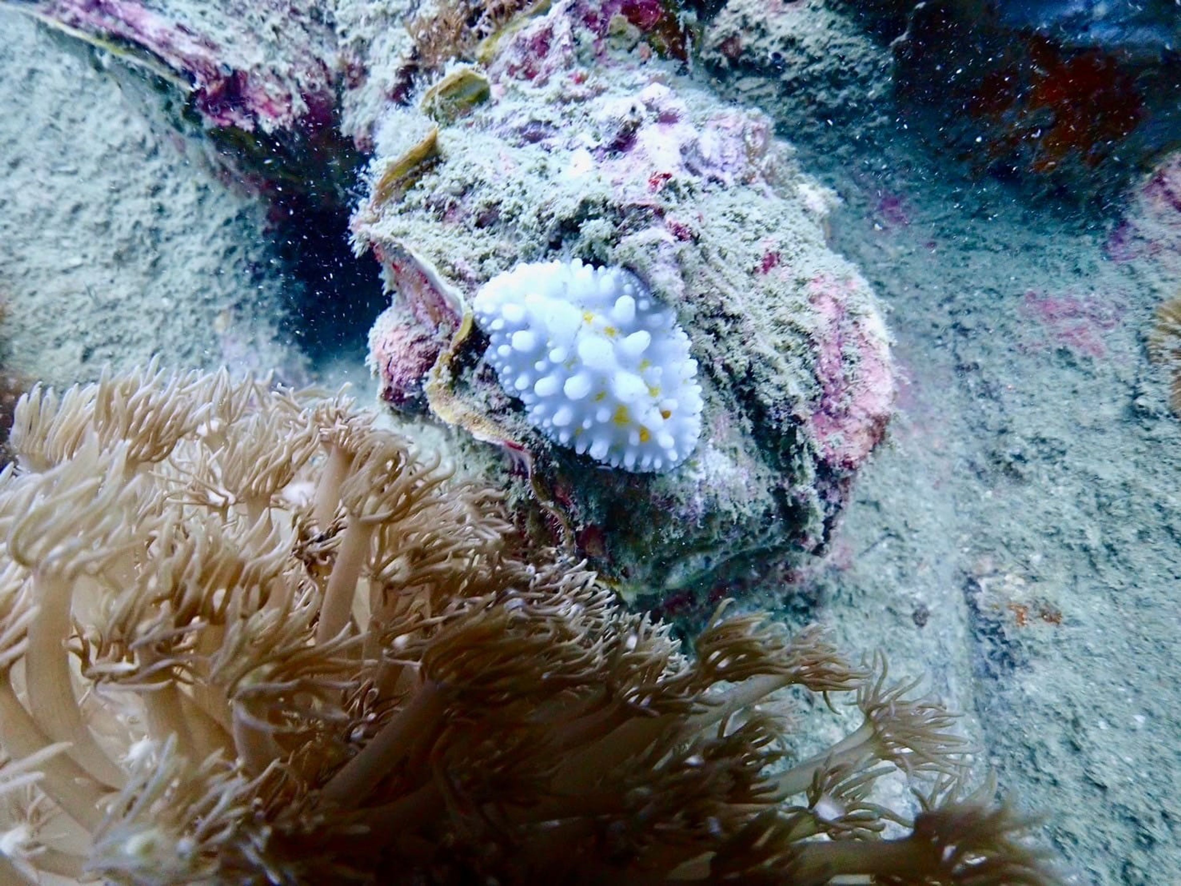 Fun dive Rayong 2/3