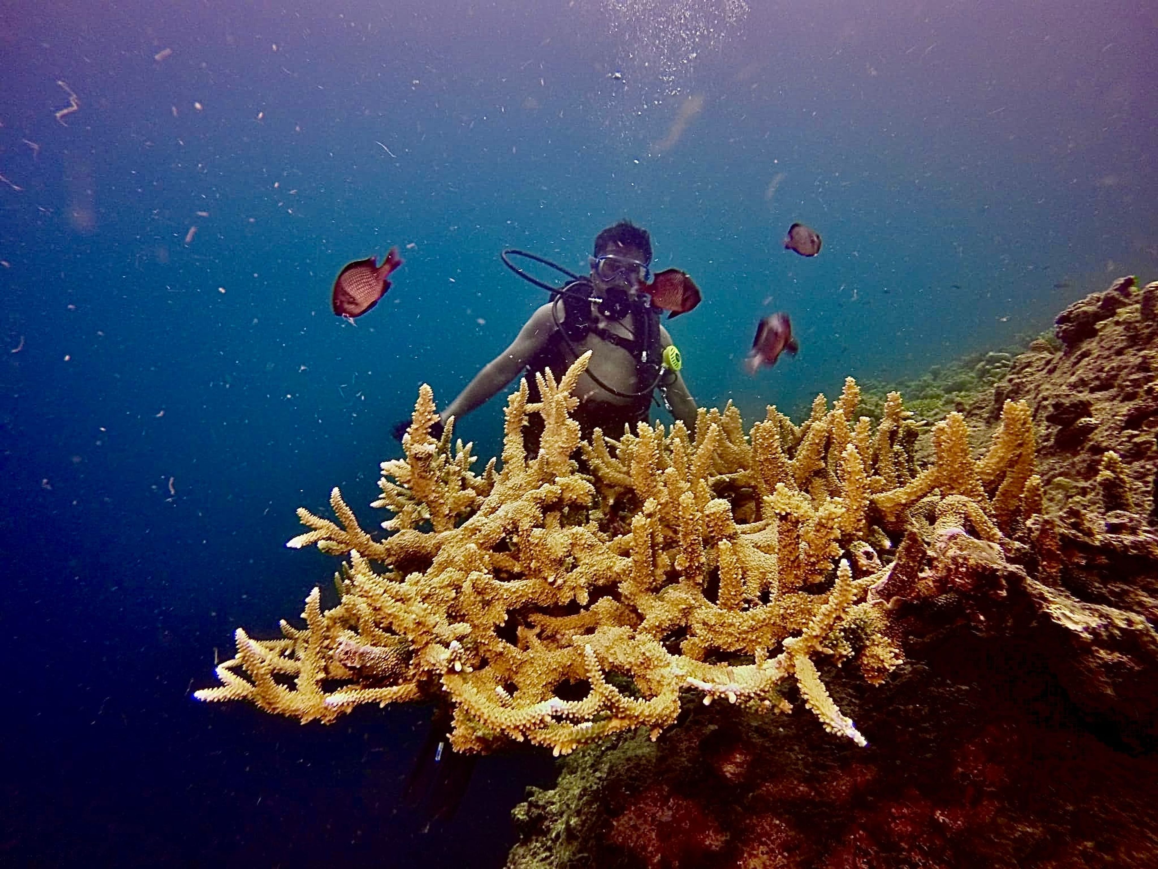 Glenn's dive log