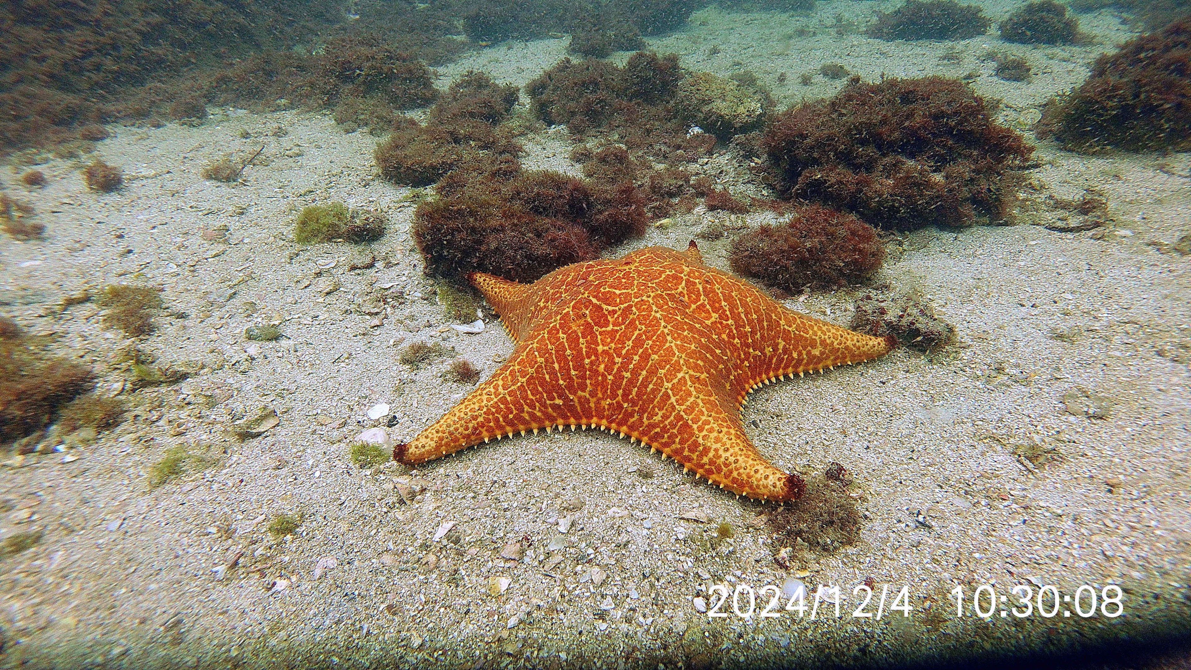 Oceanic+