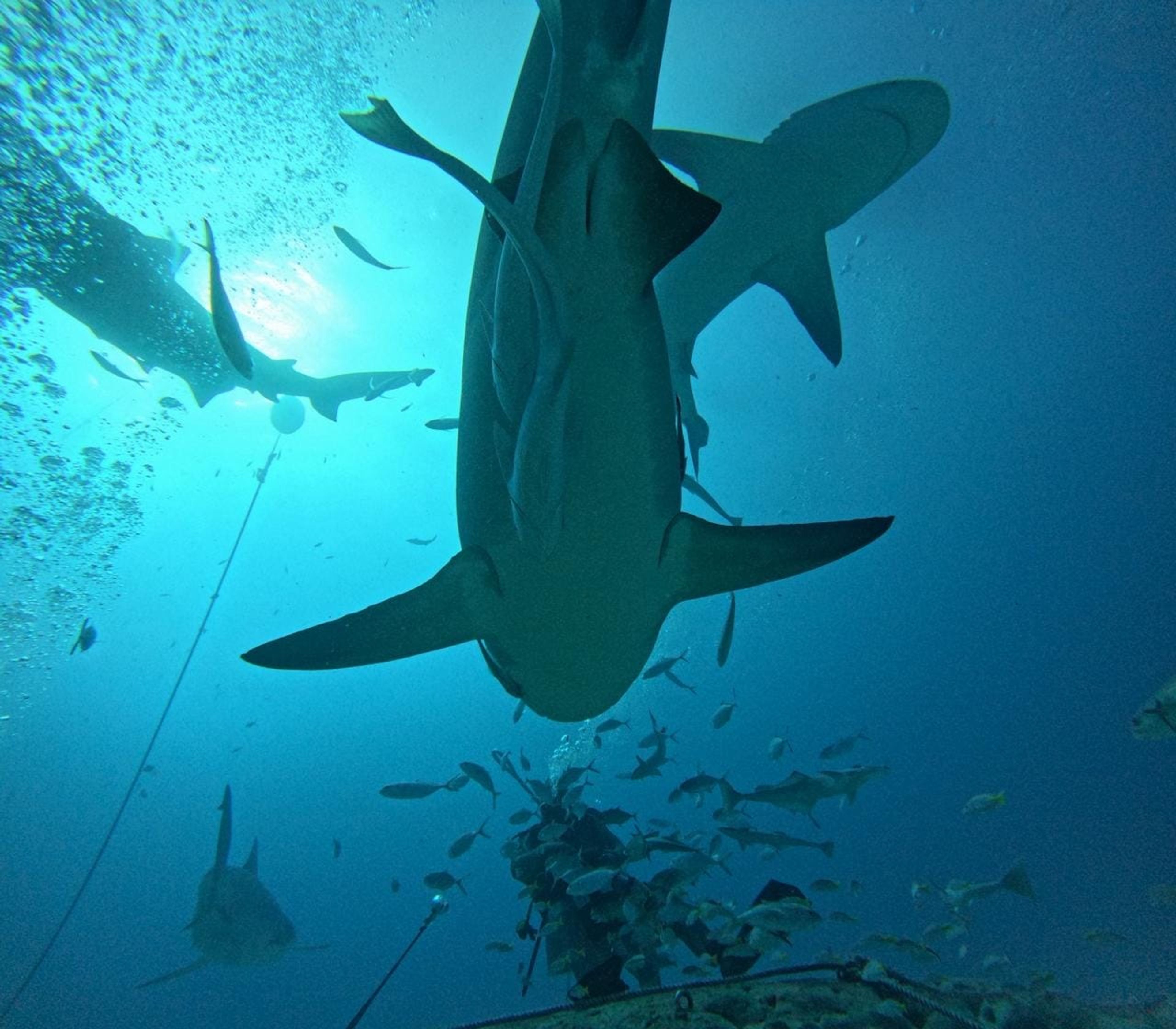 Post at Whale shark point