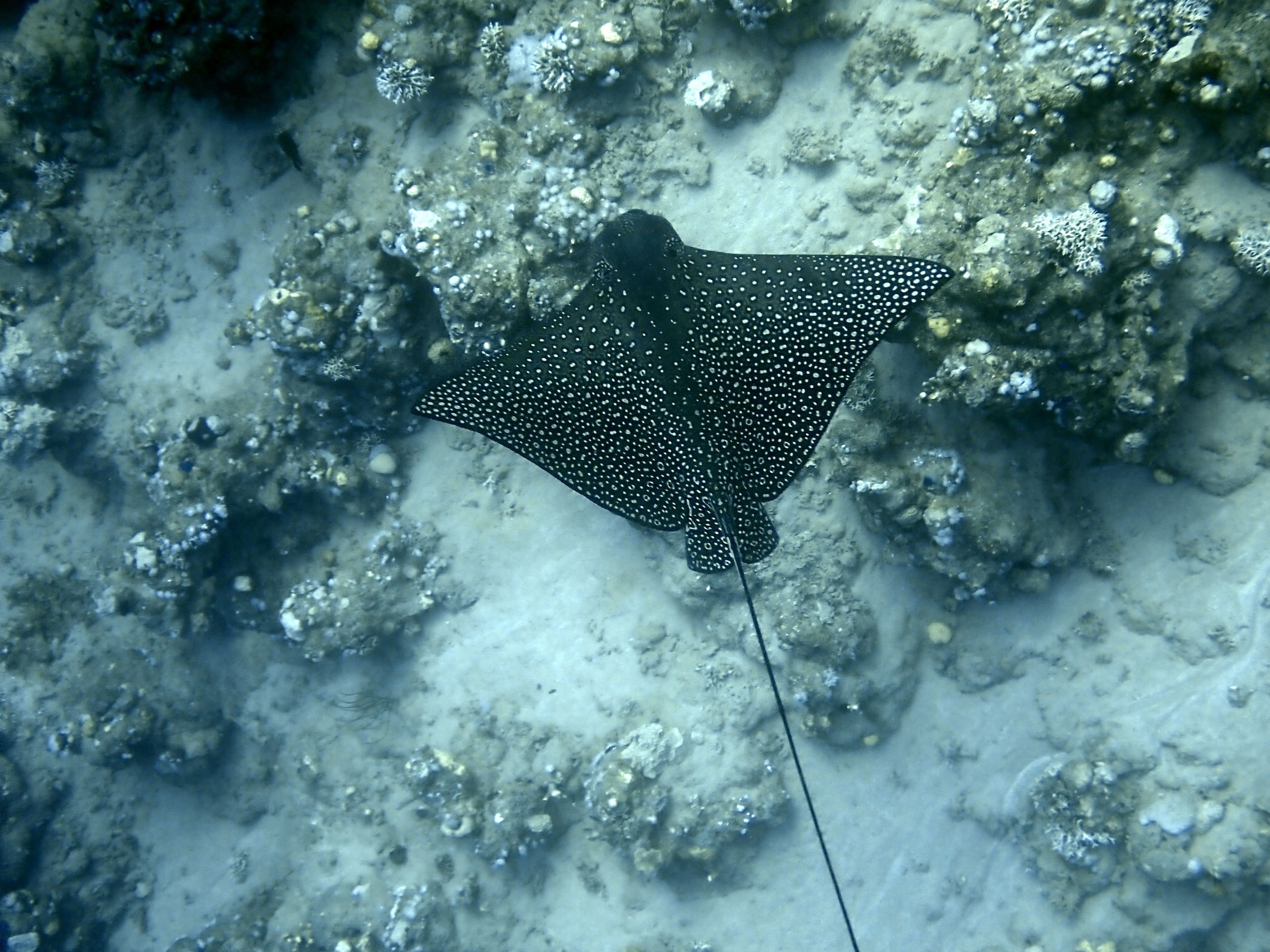 Multi-Gas Dive