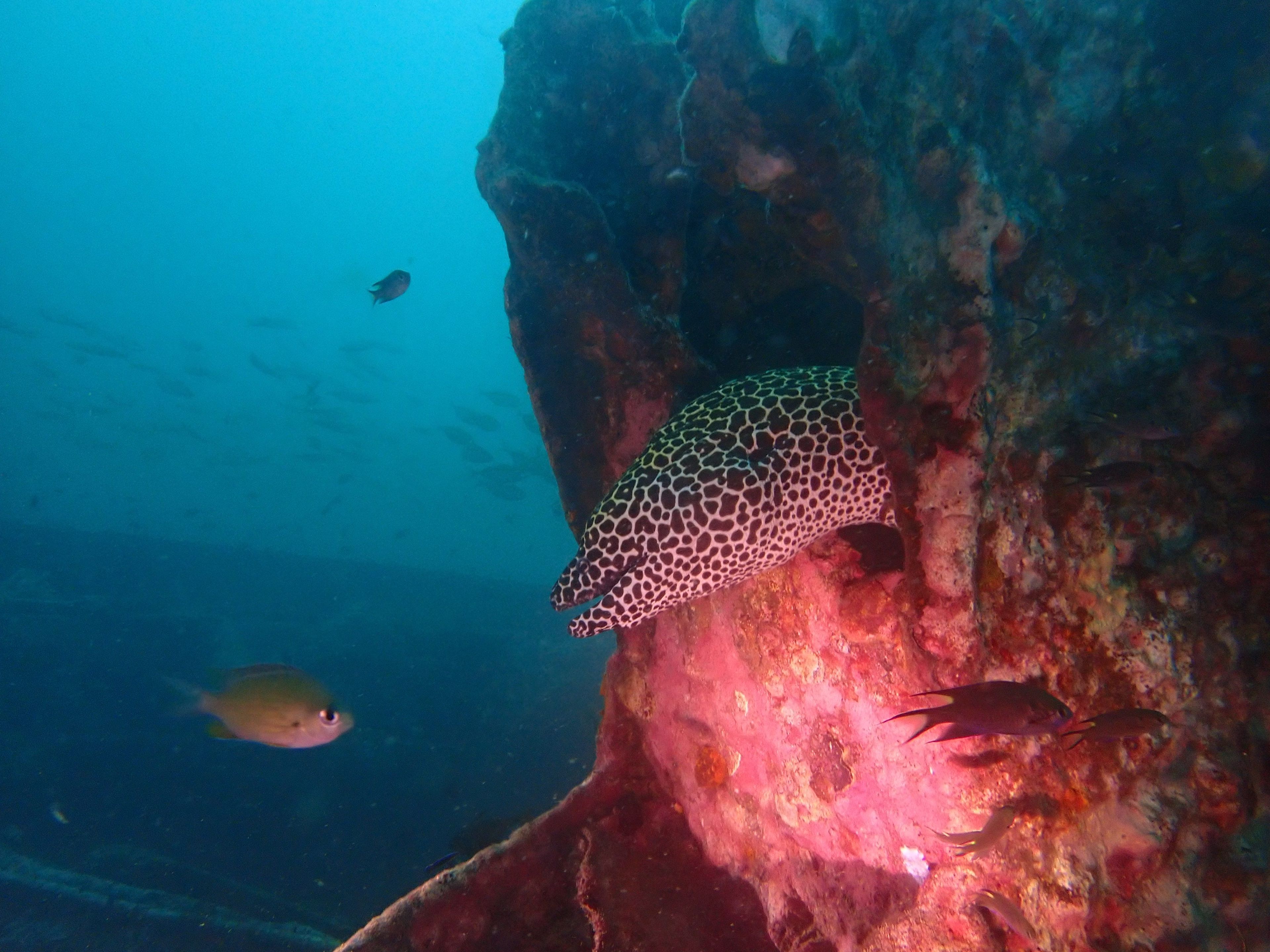 The Phinisi Day 4: Dive 1