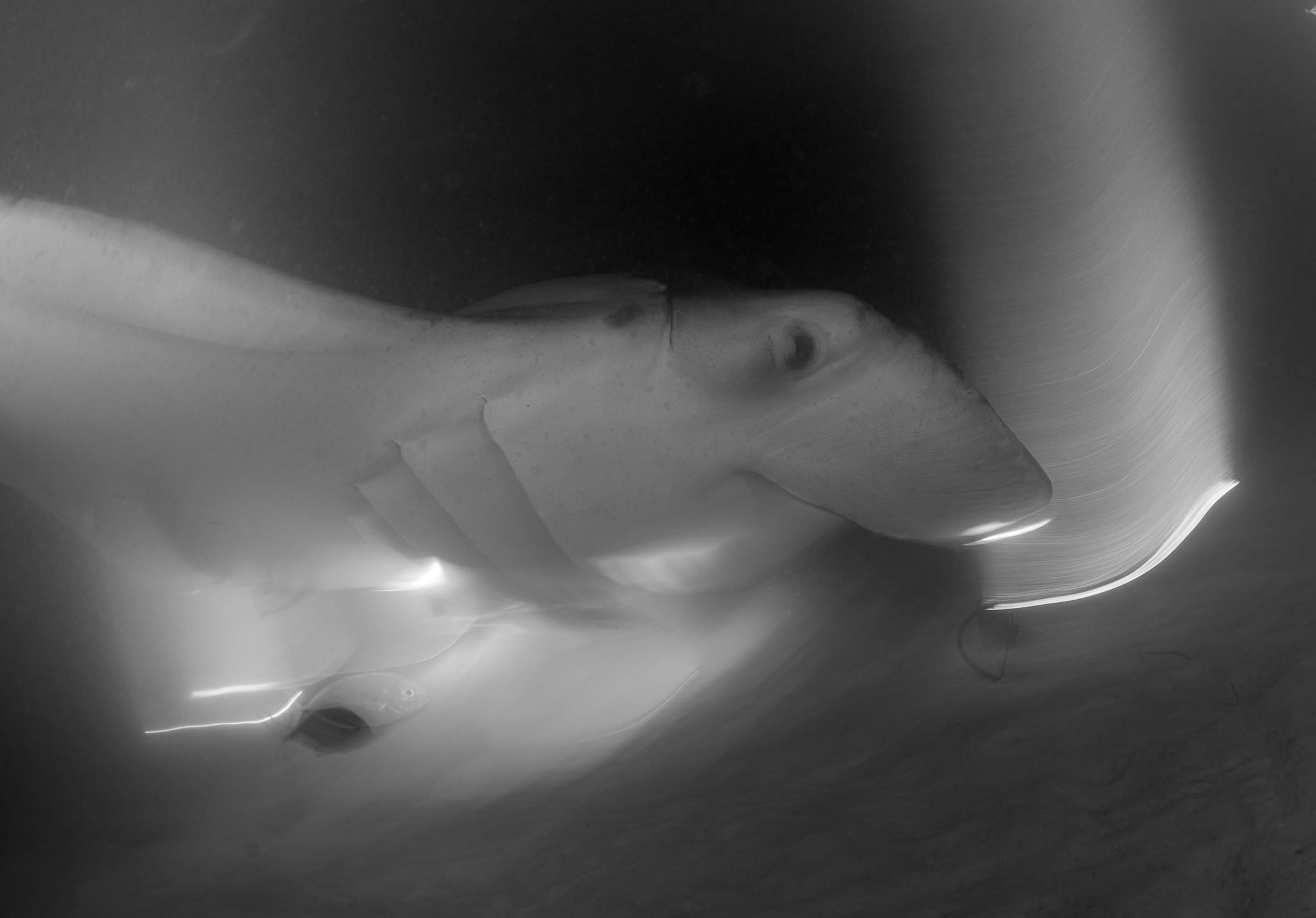 Fesdu Night Manta