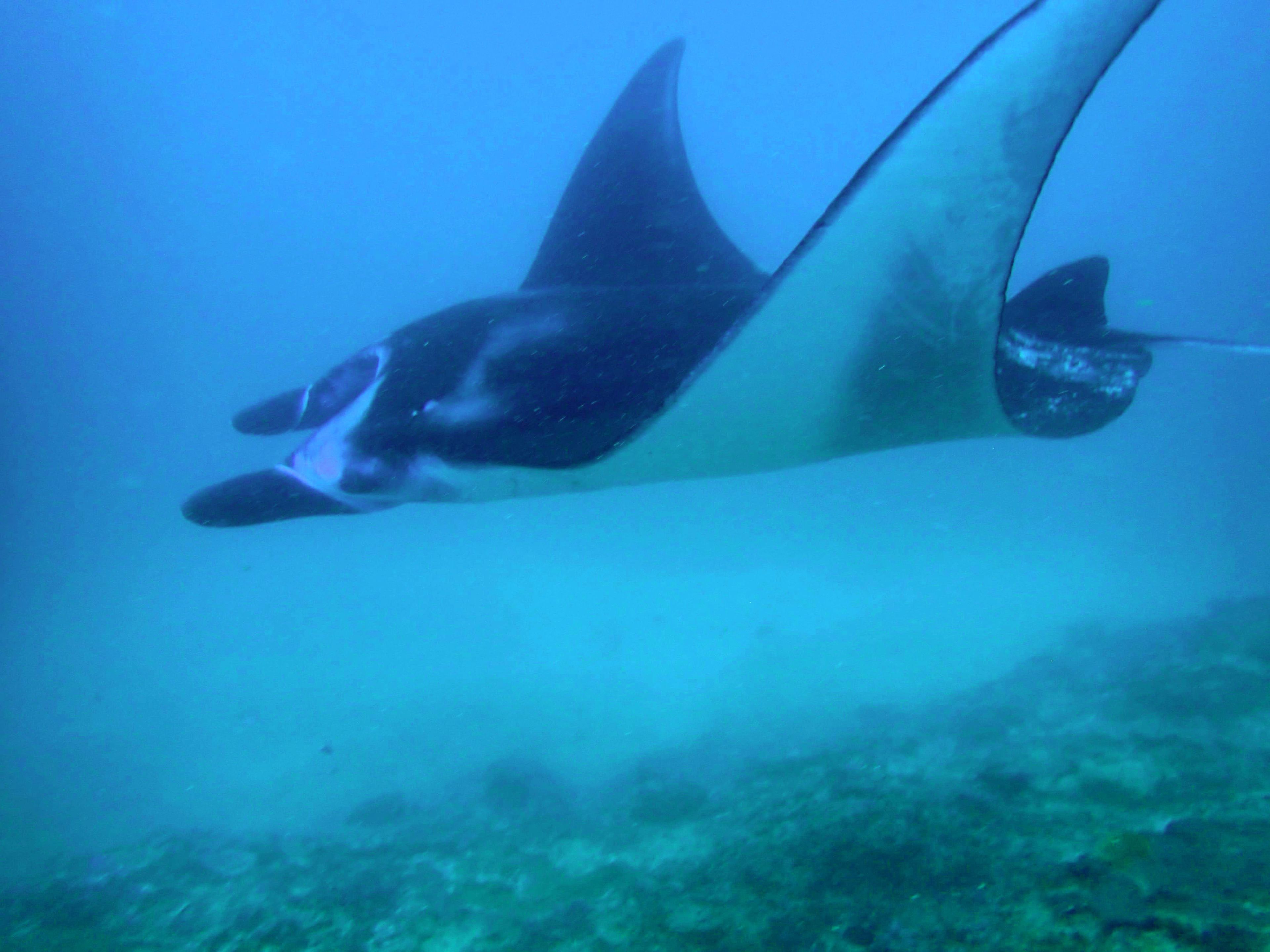 20260413 Fun Dive - Dive 2