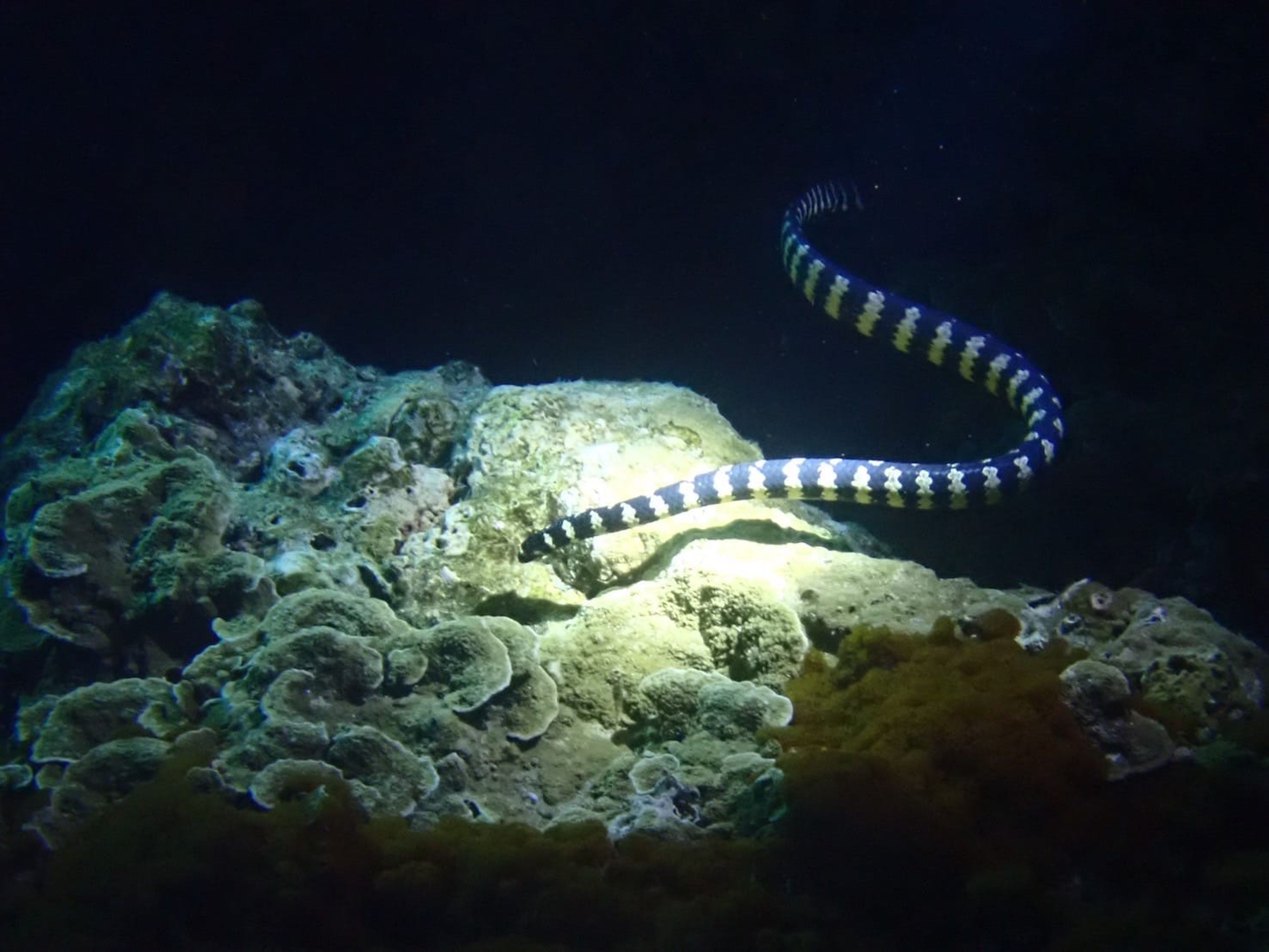 Scuba diving at 石朗