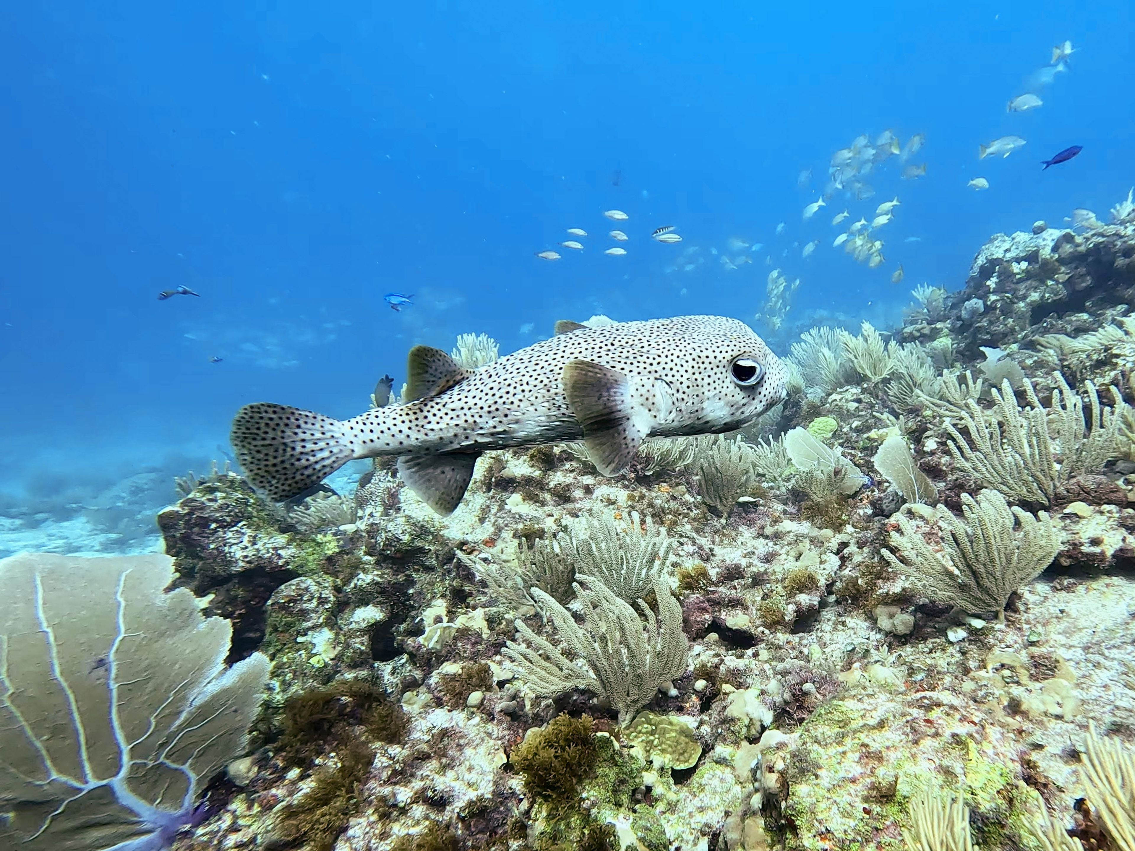 Isla Mujeres Arrecife