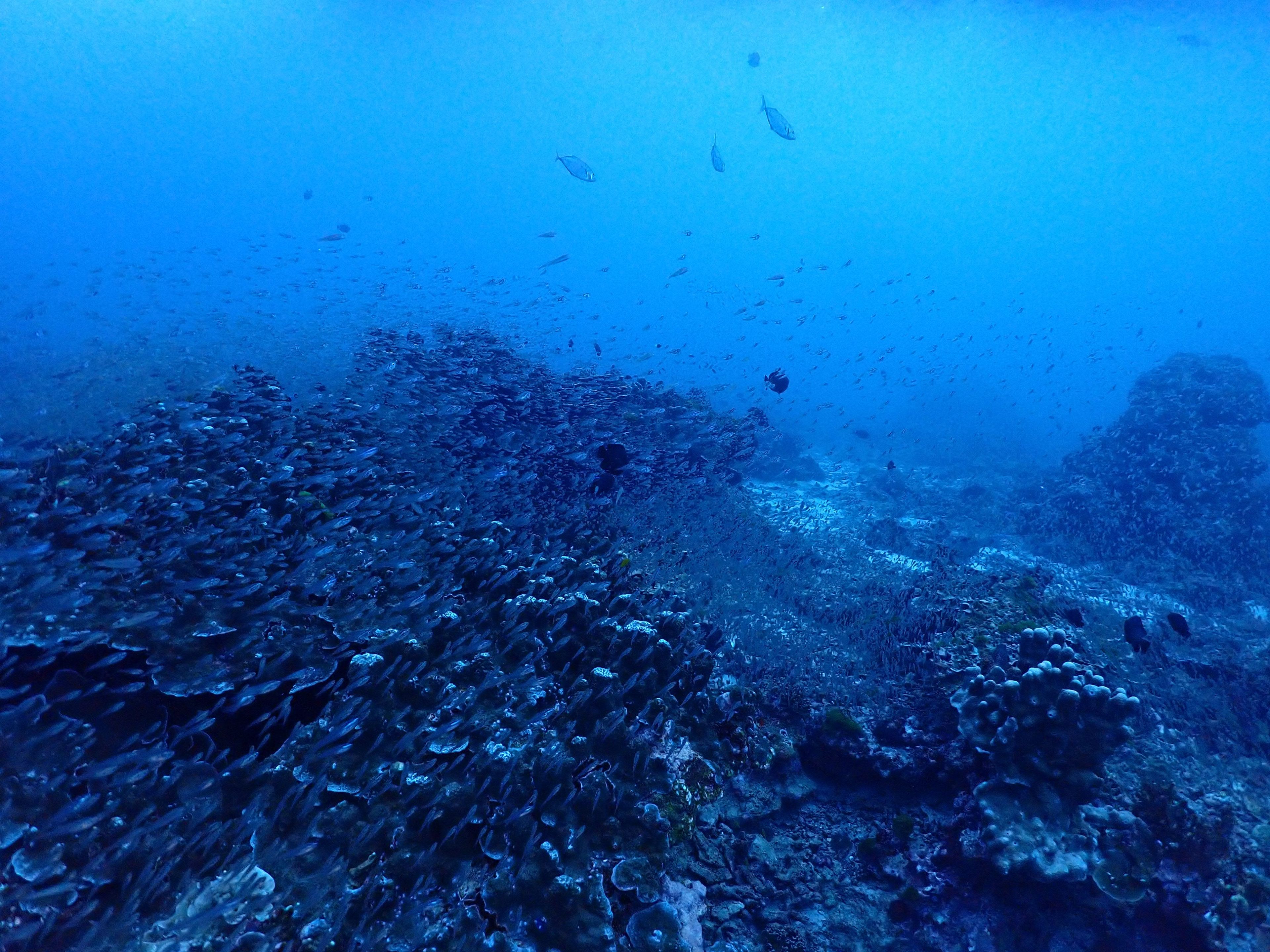 The Phinisi Day 2: Dive 1